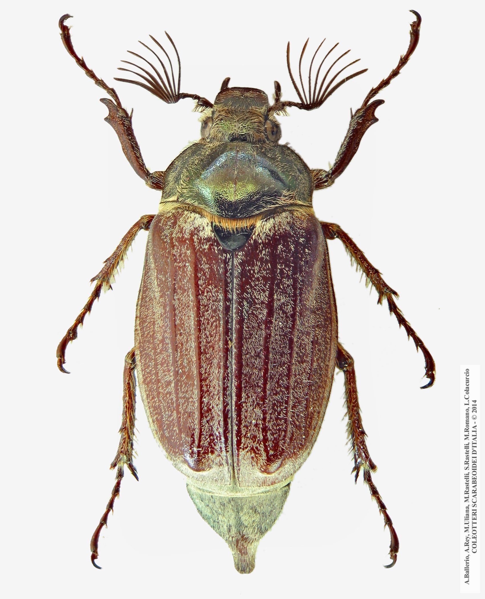 Melolontha melolontha, maschio