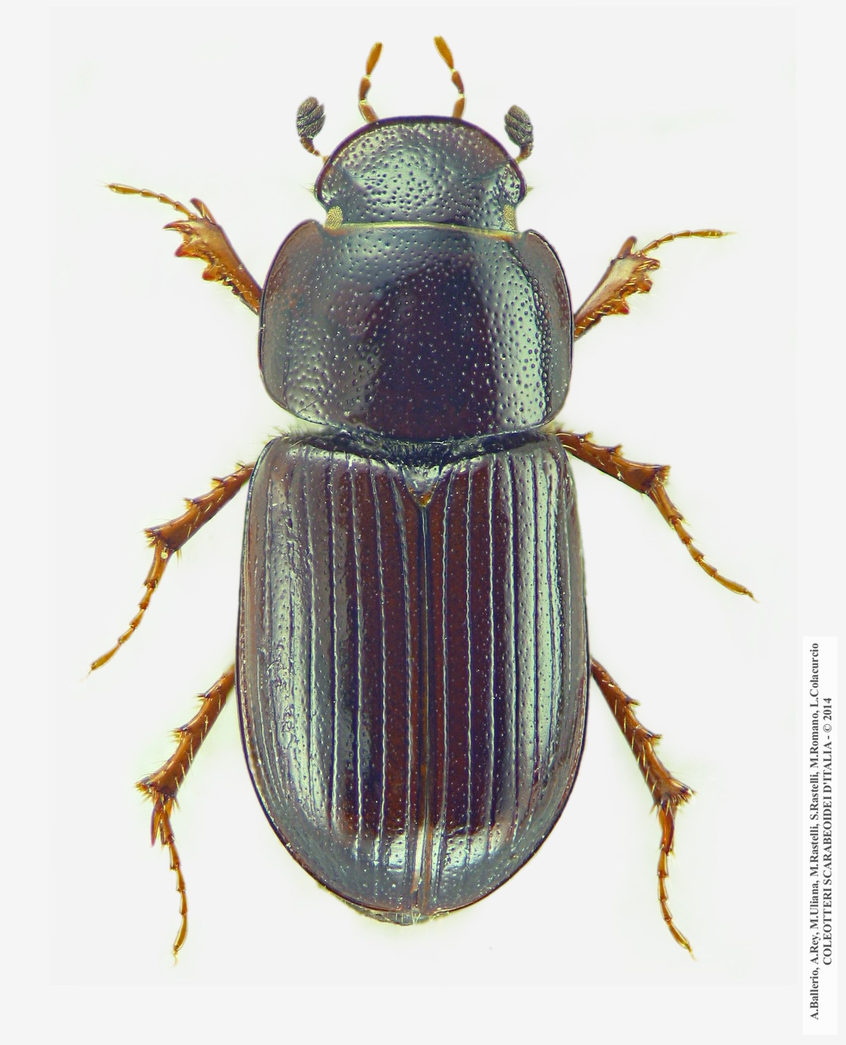 Neagolius amblyodon, maschio
