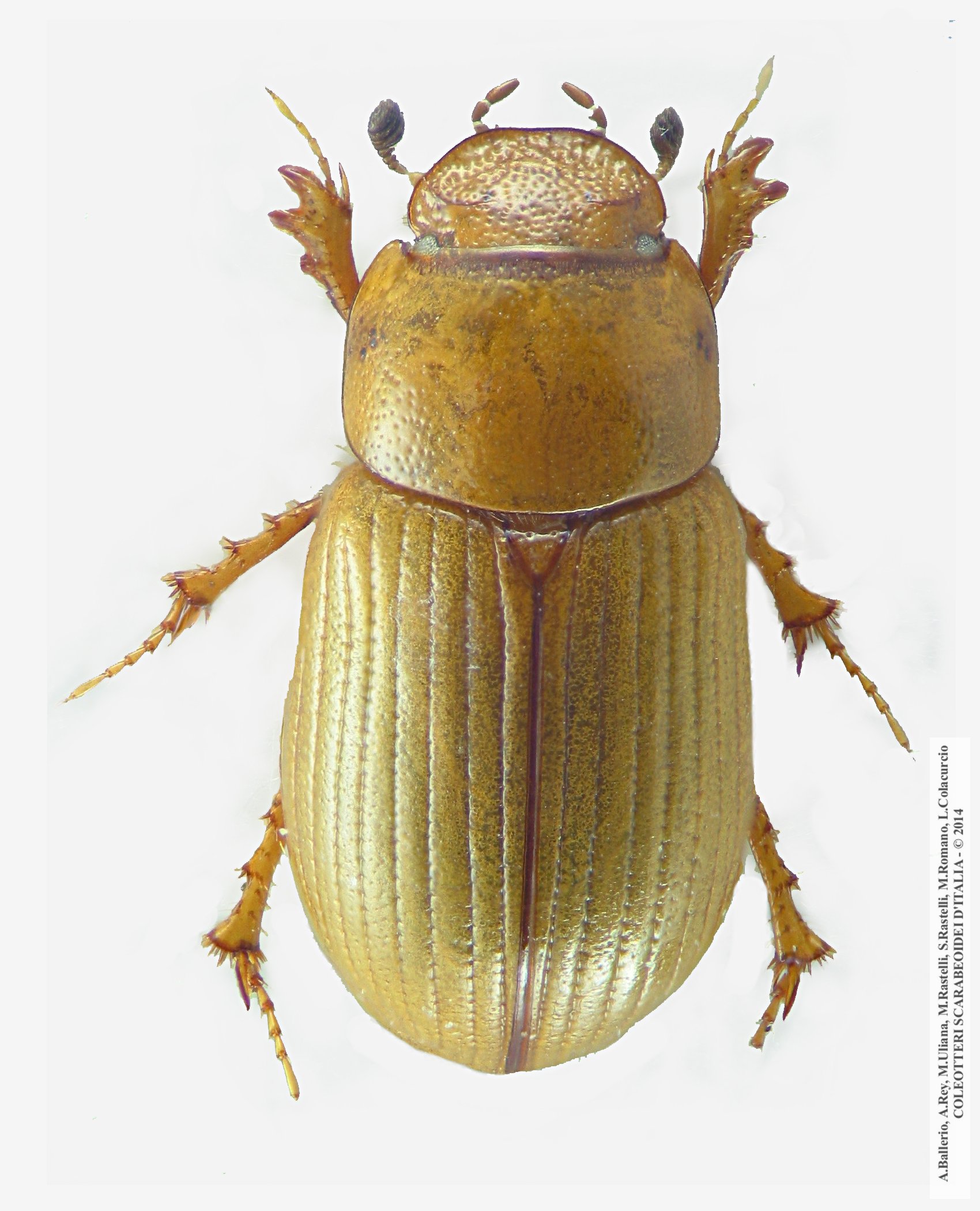 Neagolius liguricus, femmina