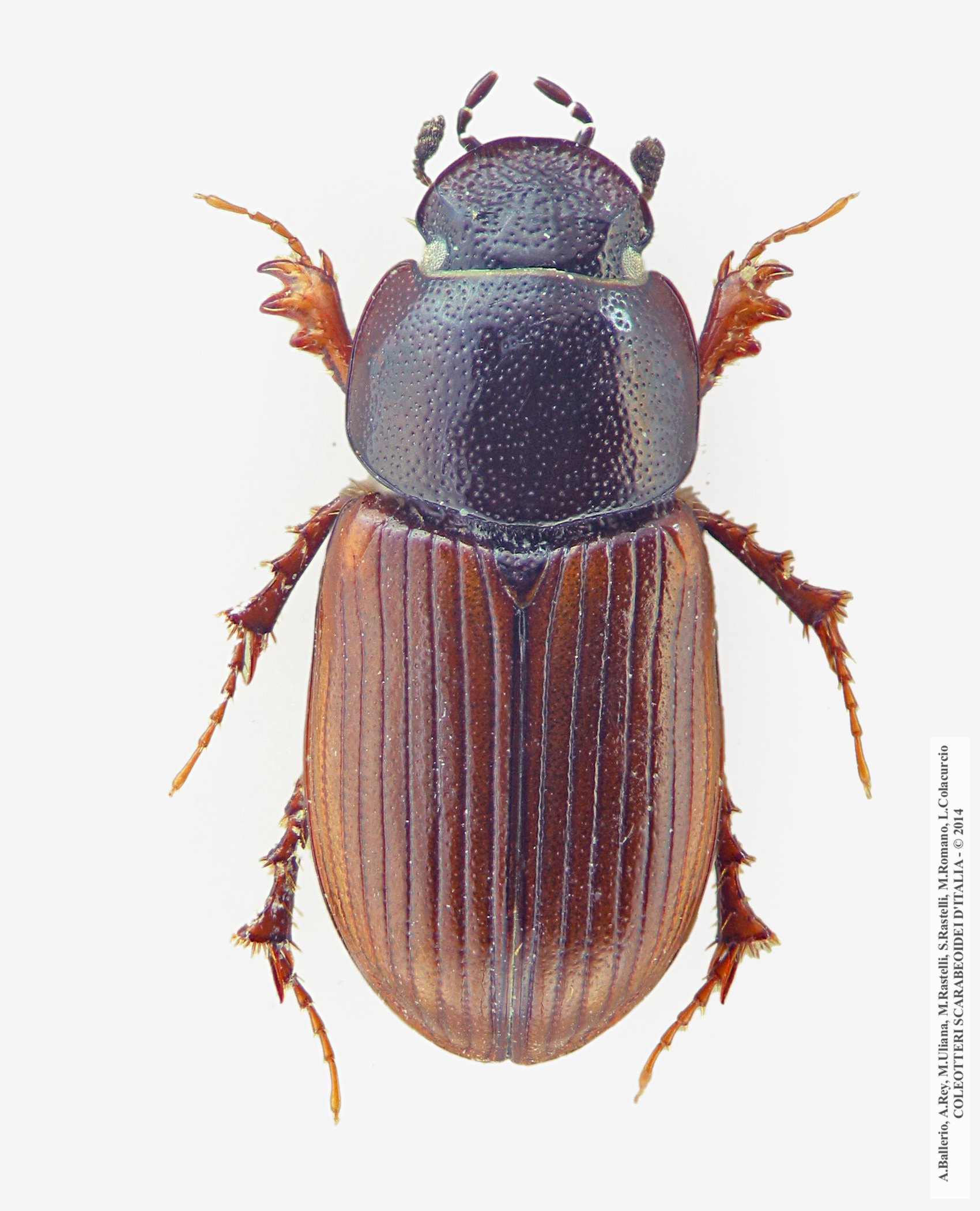 Neagolius liguricus, maschio 