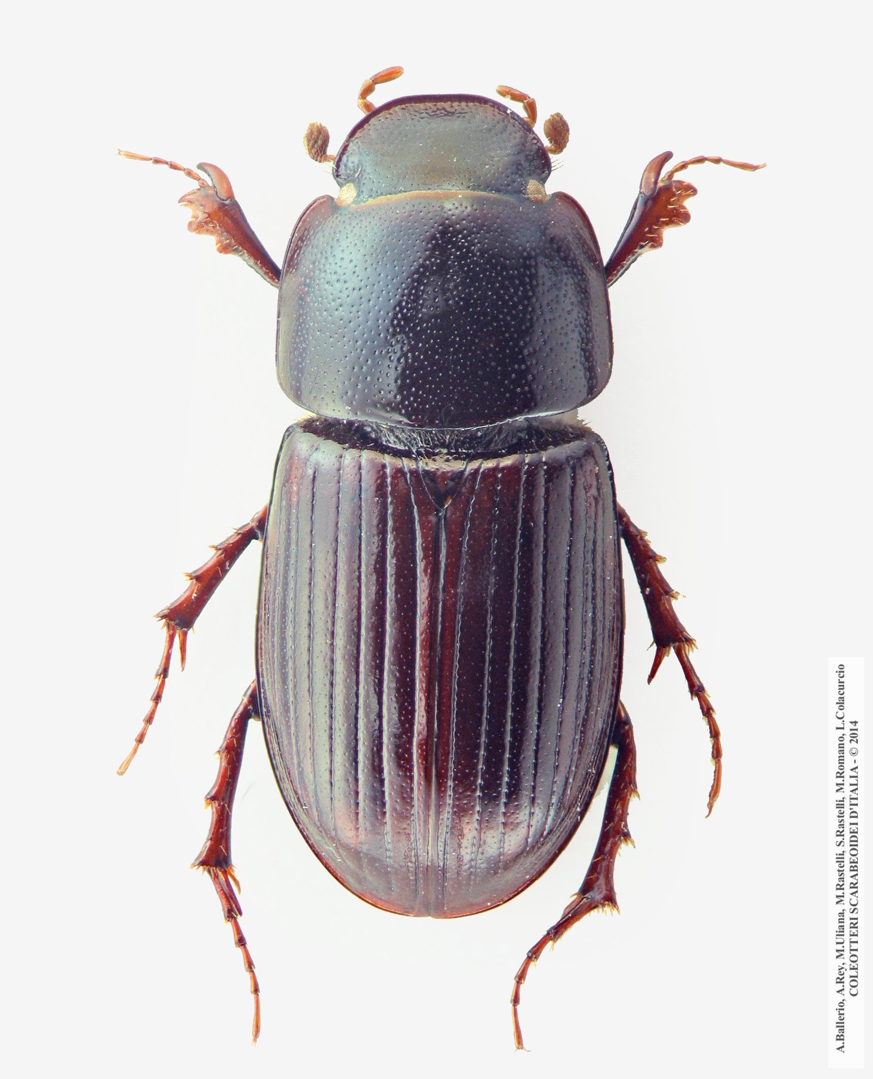 Neagolius pollicatus, maschio 