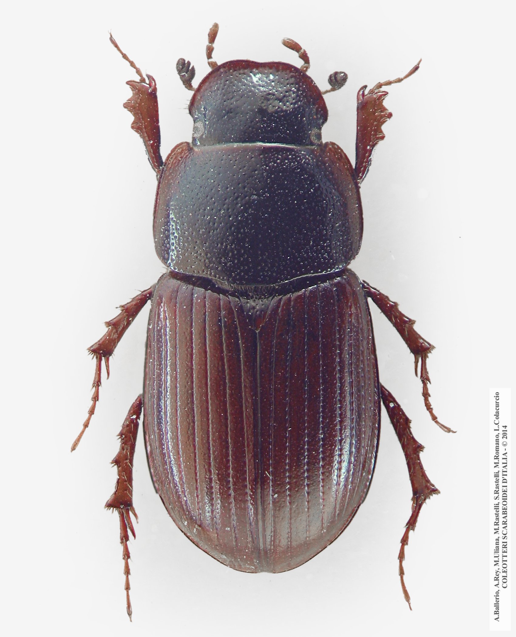 Neagolius schlumbergeri consobrinus, maschio