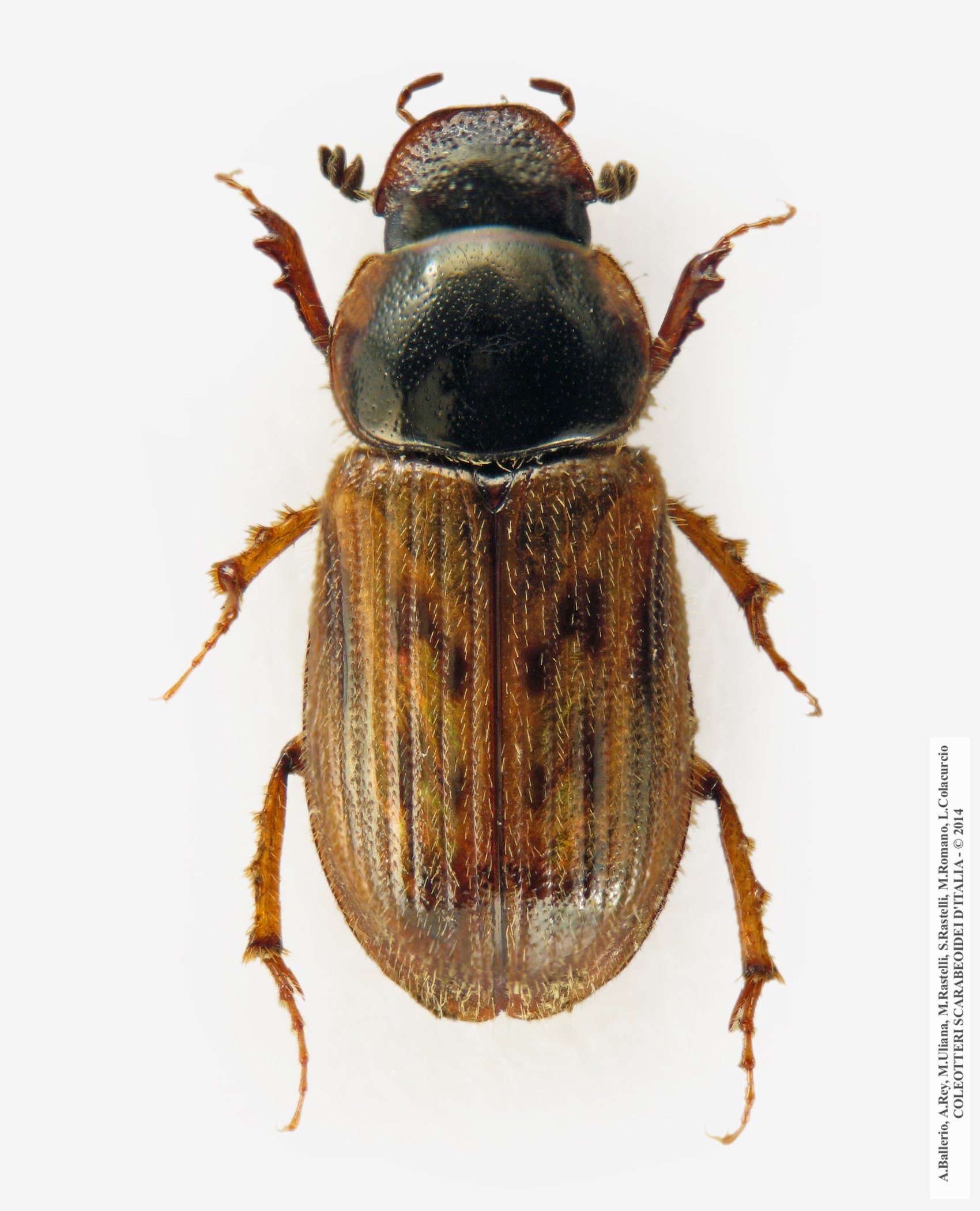 Nimbus contaminatus, femmina