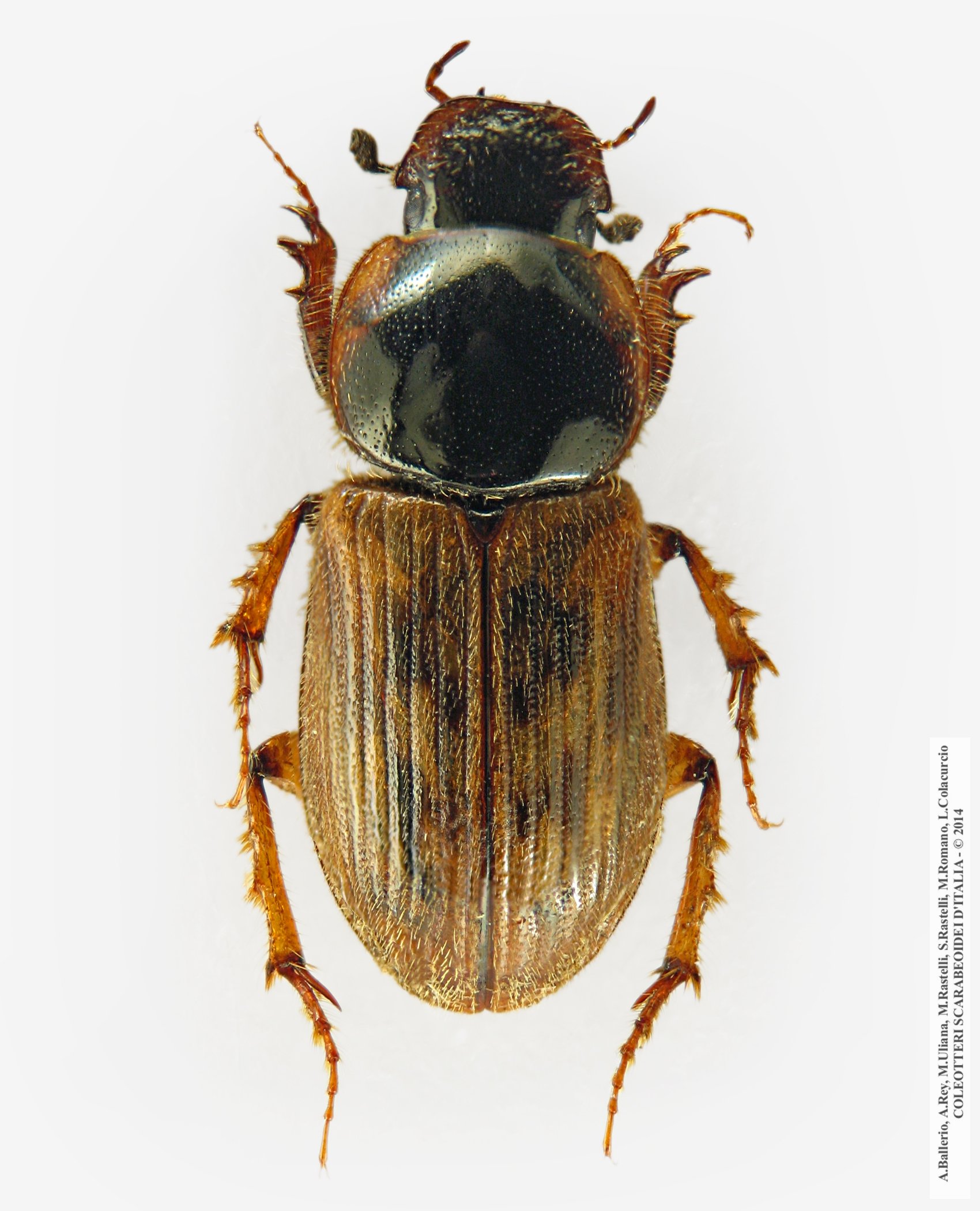 Nimbus contaminatus, maschio