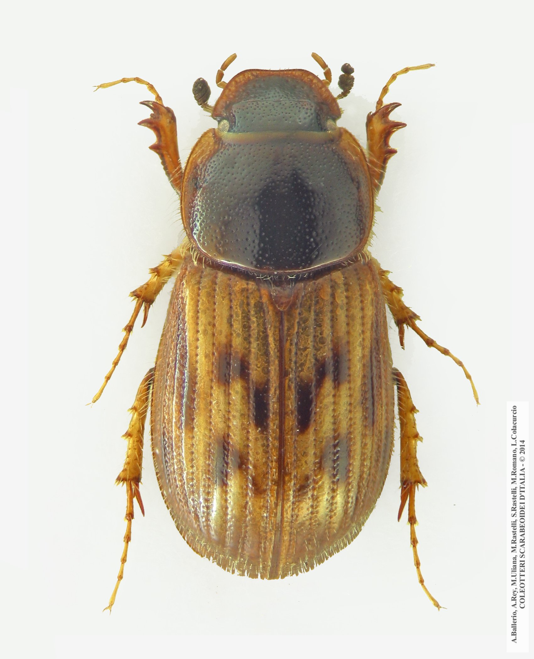 Nimbus franzinii, femmina 