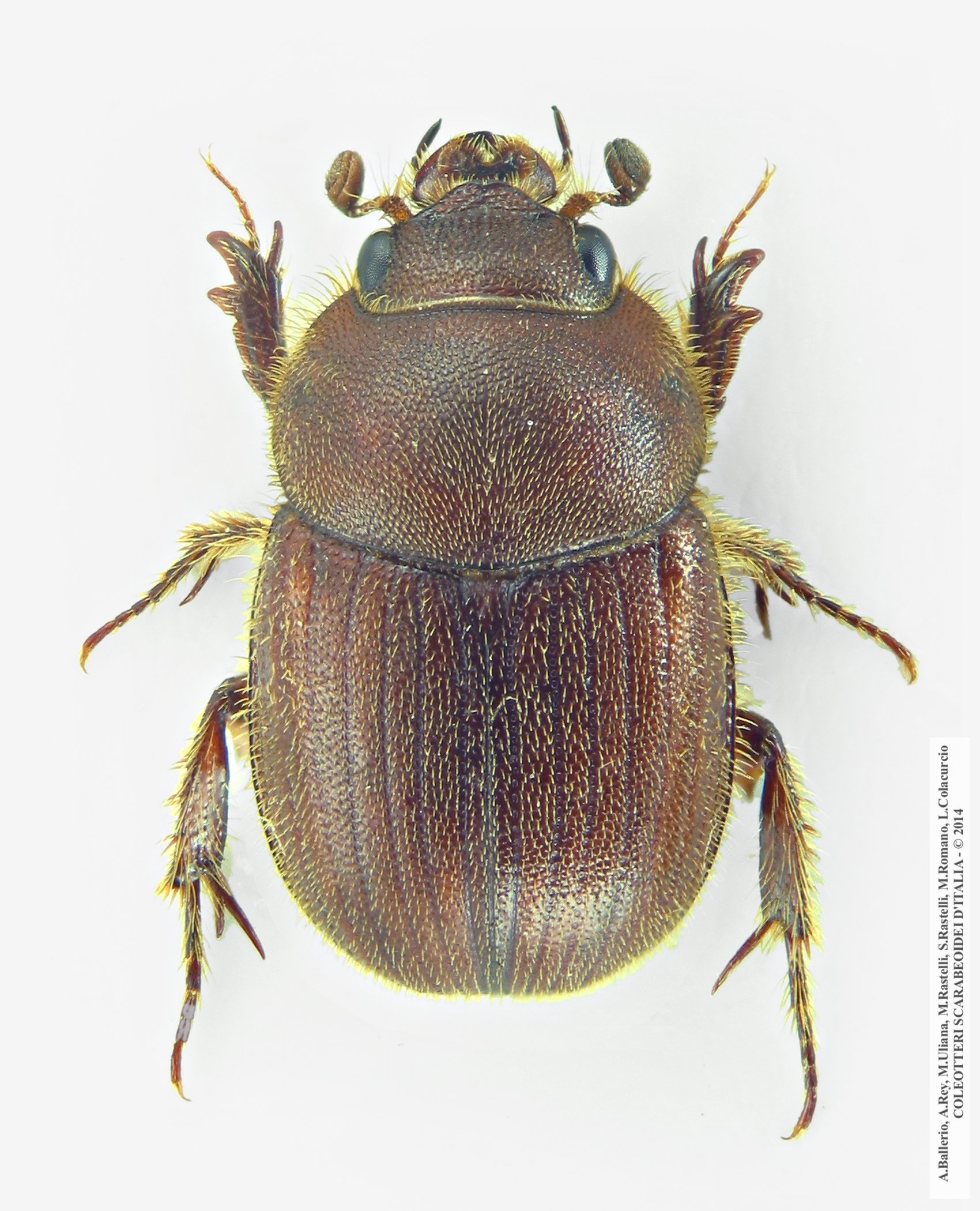 Ochodaeus chrysomeloides