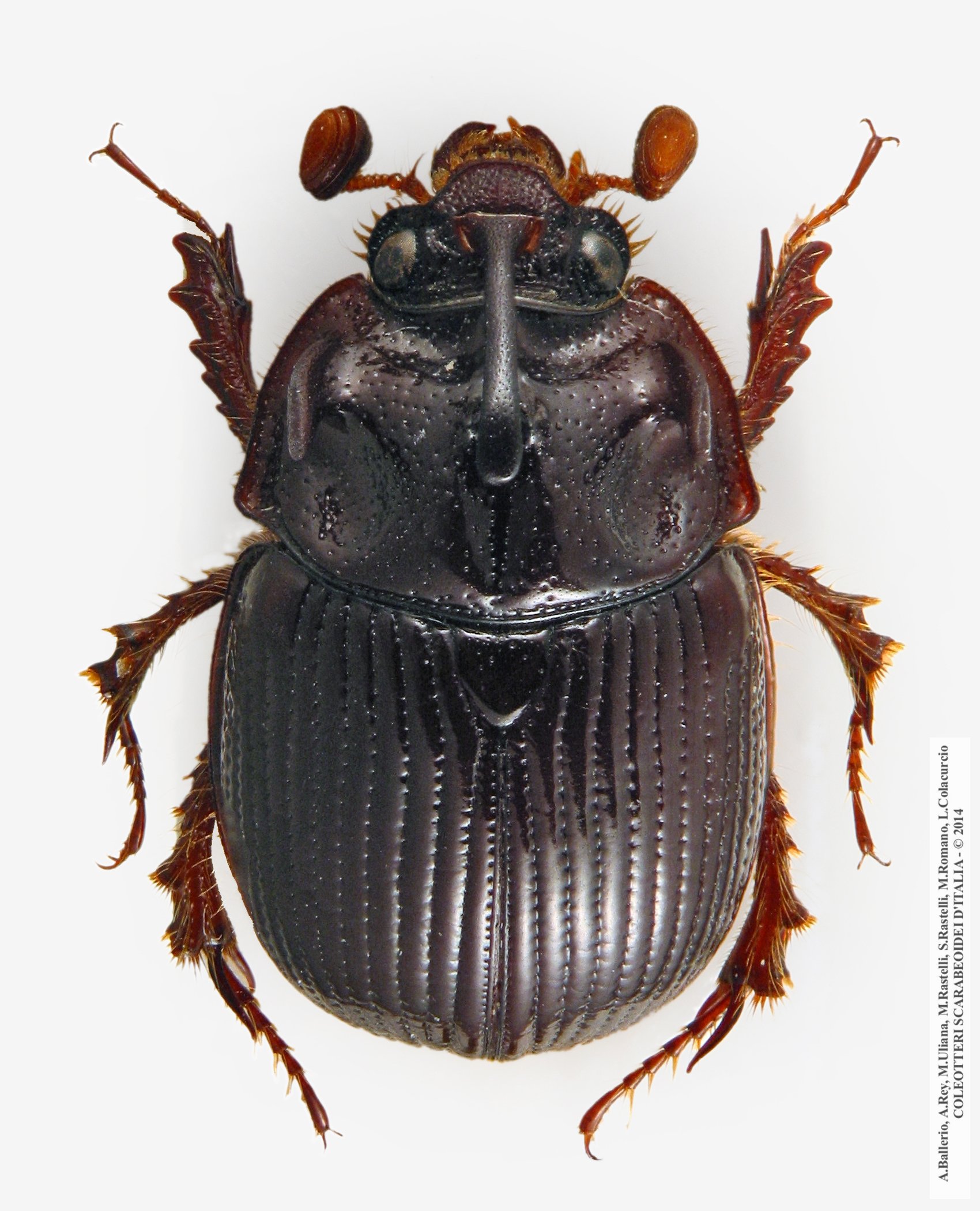 Odonteus armiger, maschio