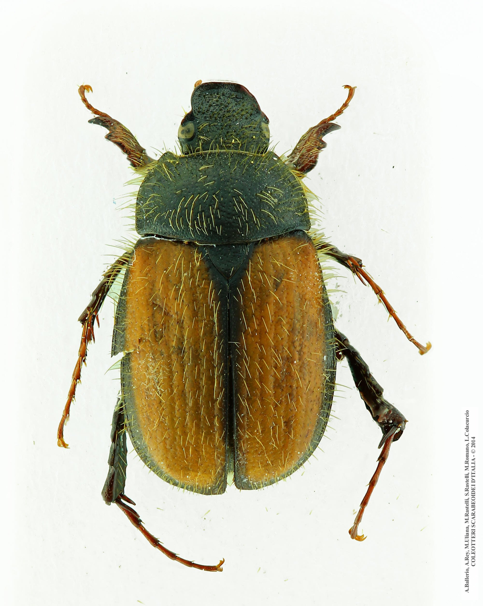 Omaloplia lonae