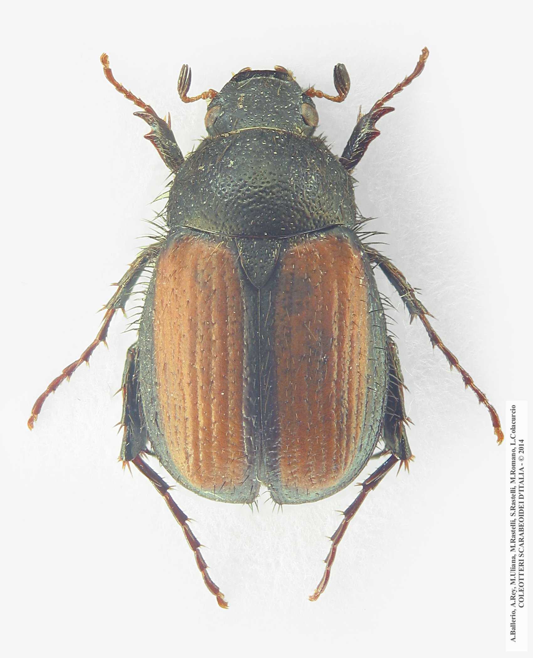 Omaloplia lonae