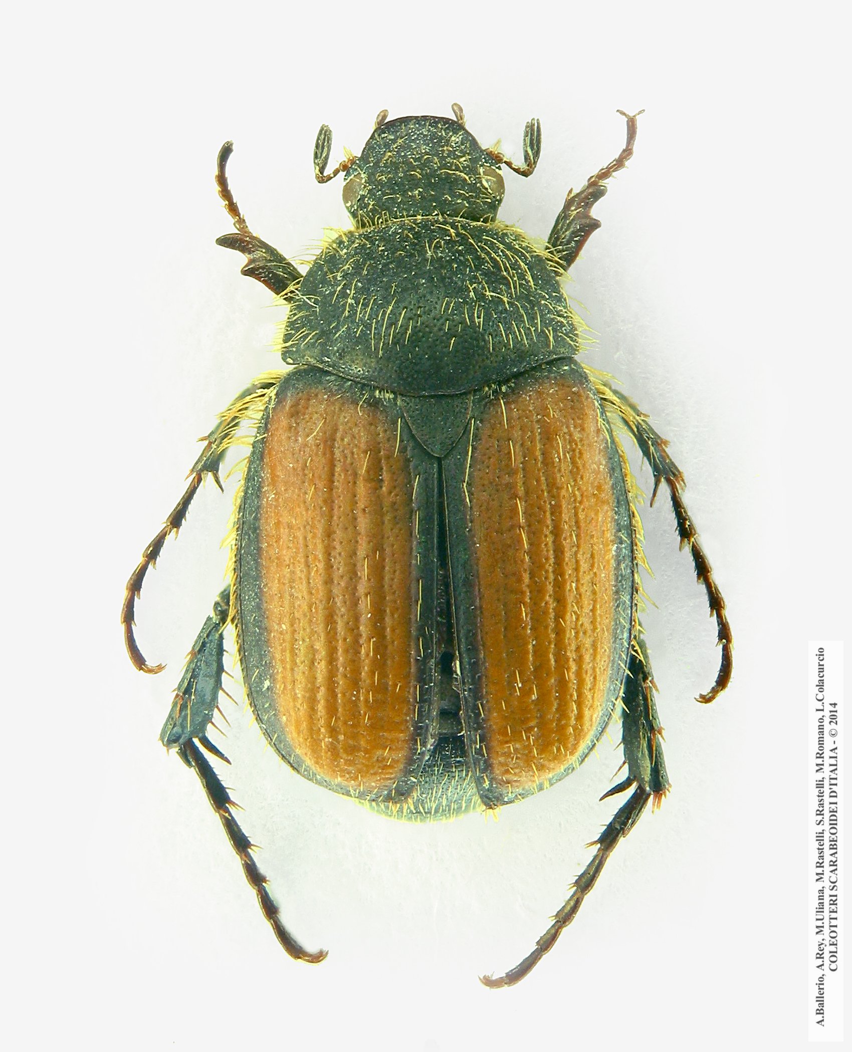 Omaloplia ruricola nicolasi