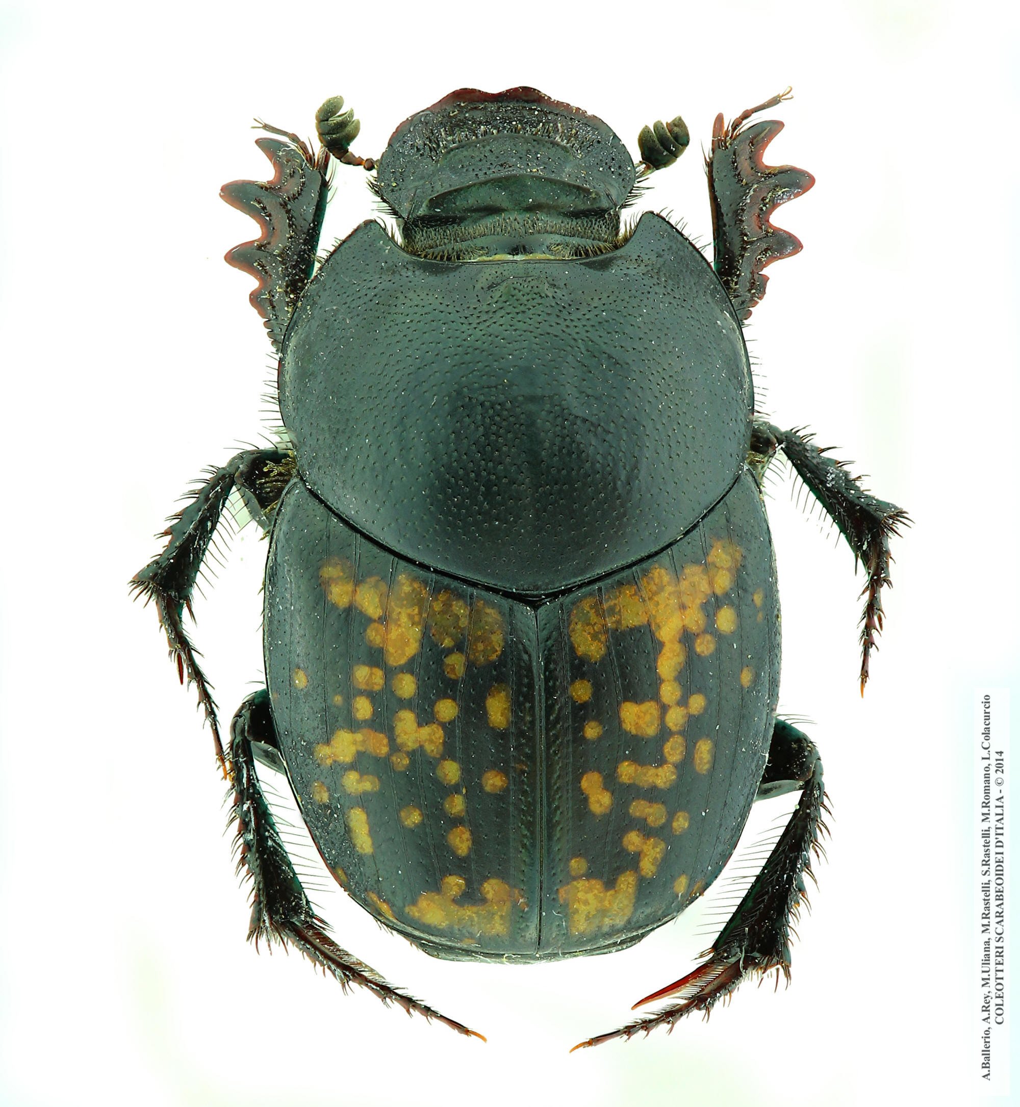 Onthophagus andalusicus, femmina