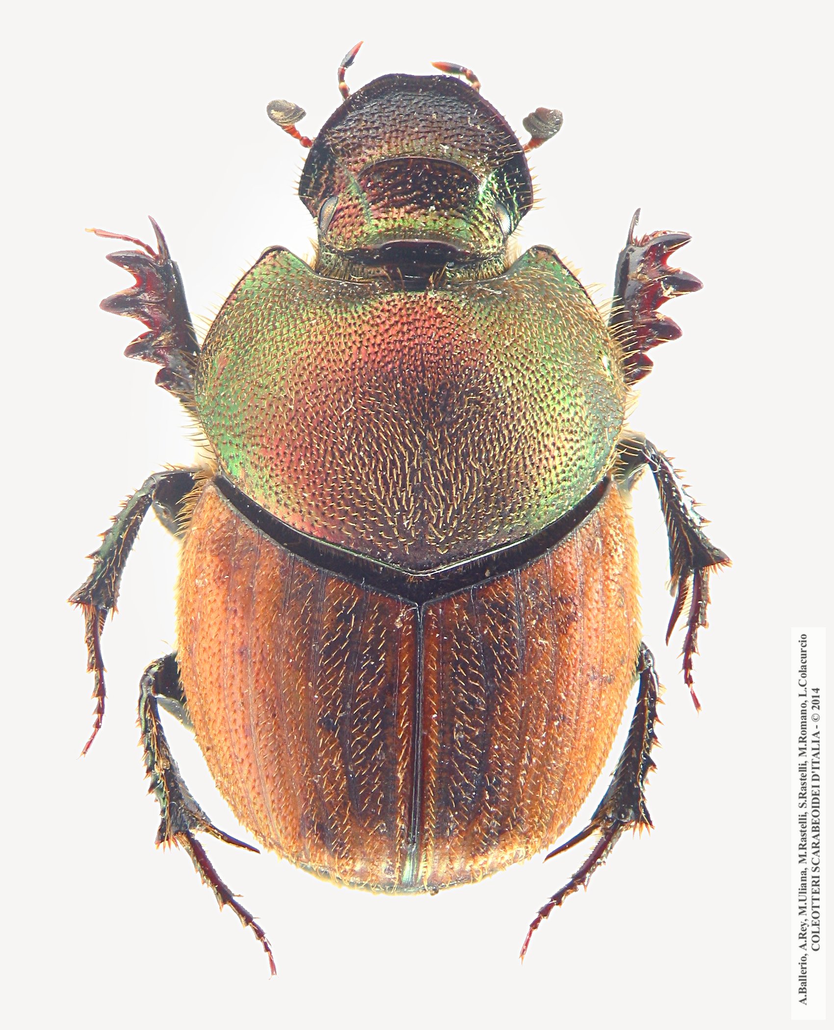 Onthophagus coenobita, femmina