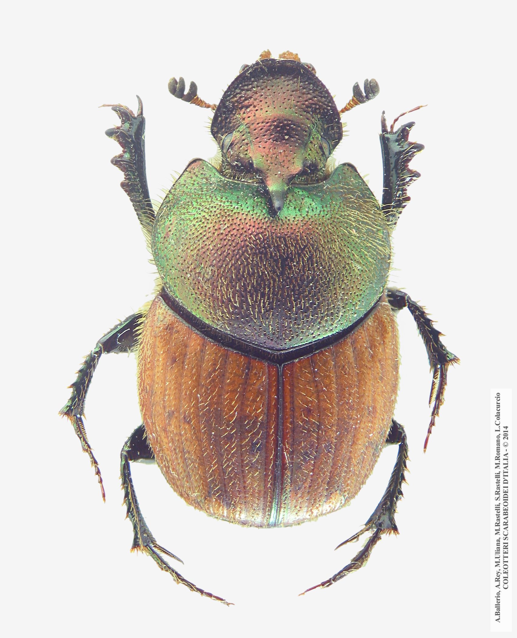 Onthophagus coenobita, maschio