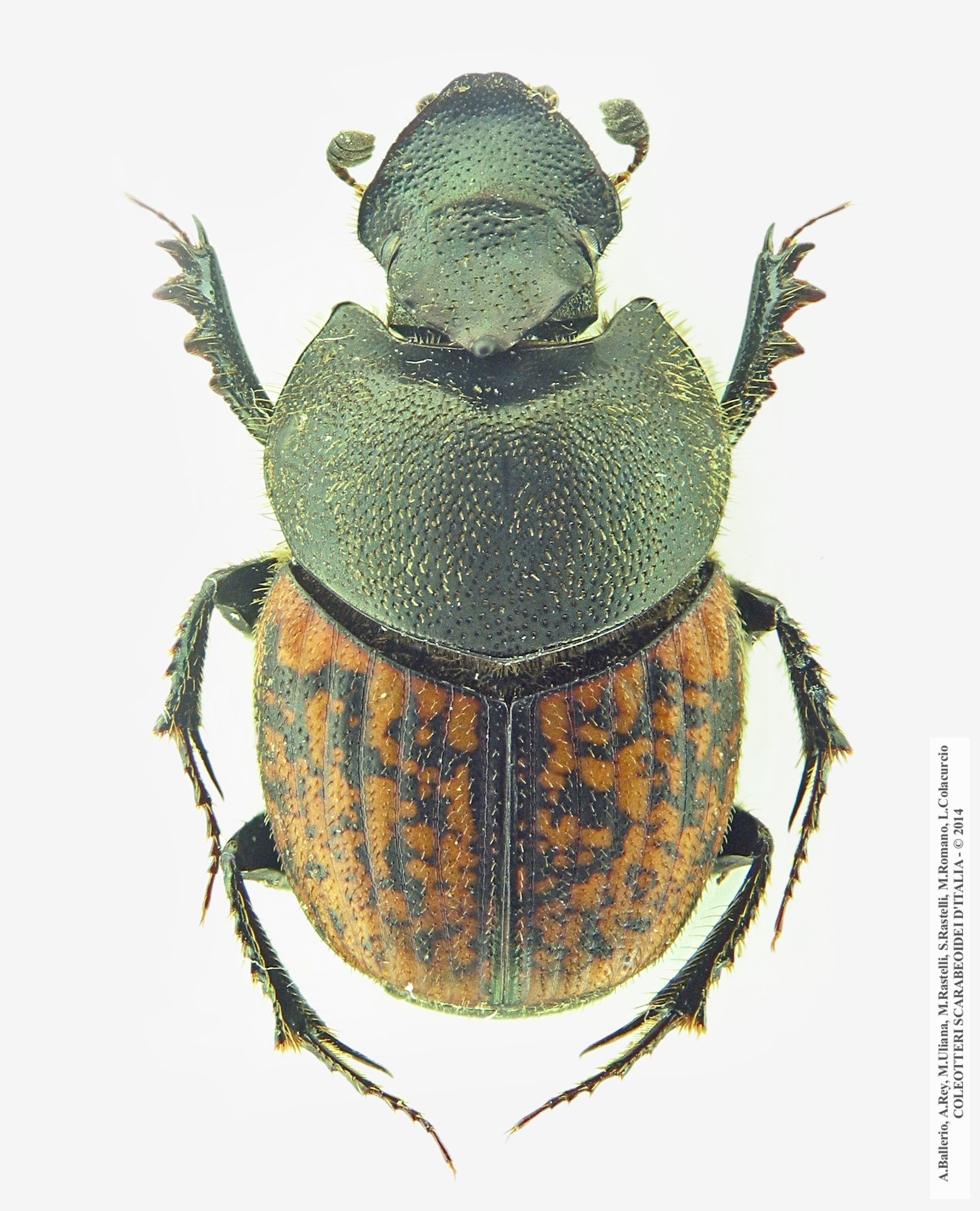 Onthophagus fracticornis, maschio