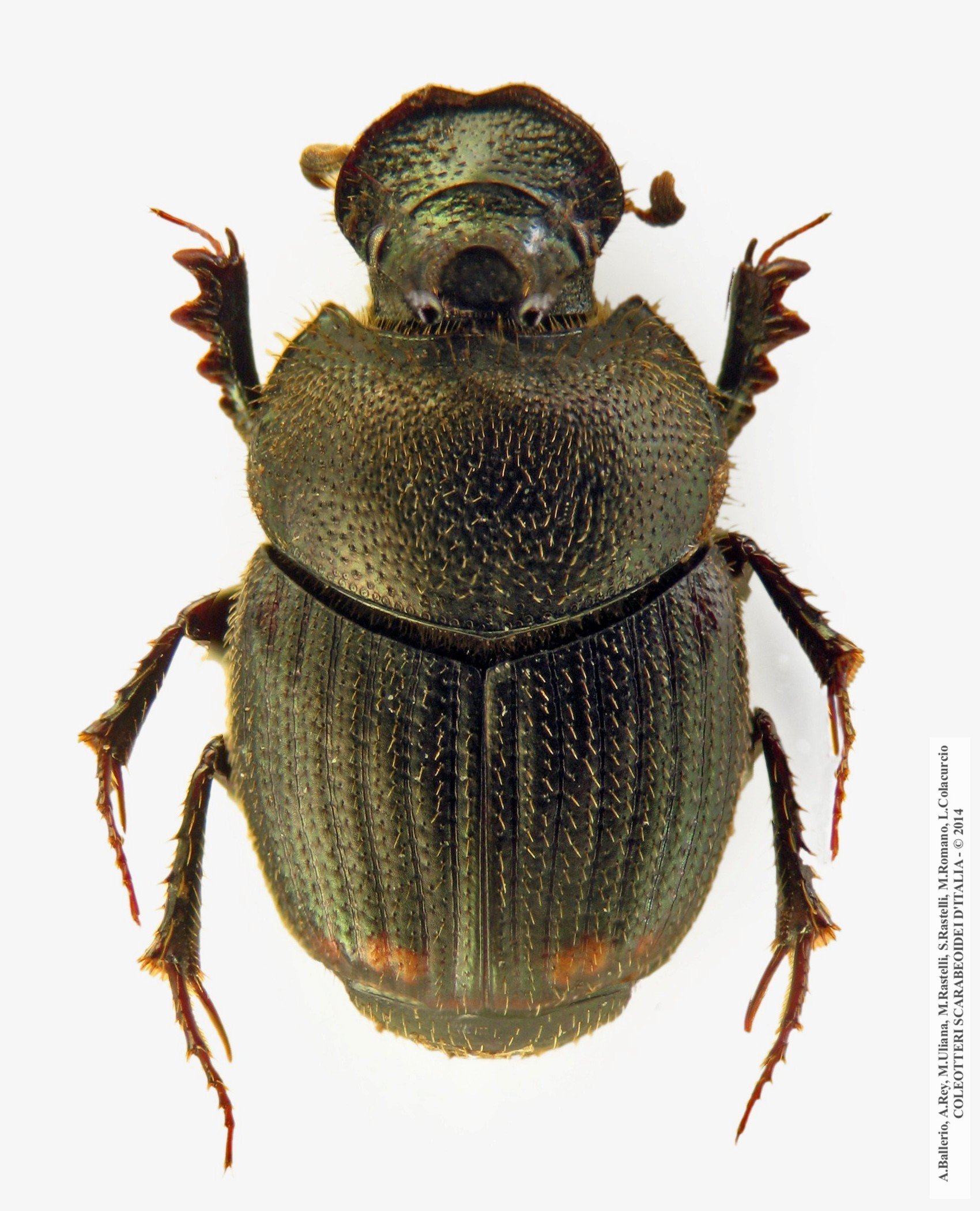 Onthophagus furcatus, maschio 
