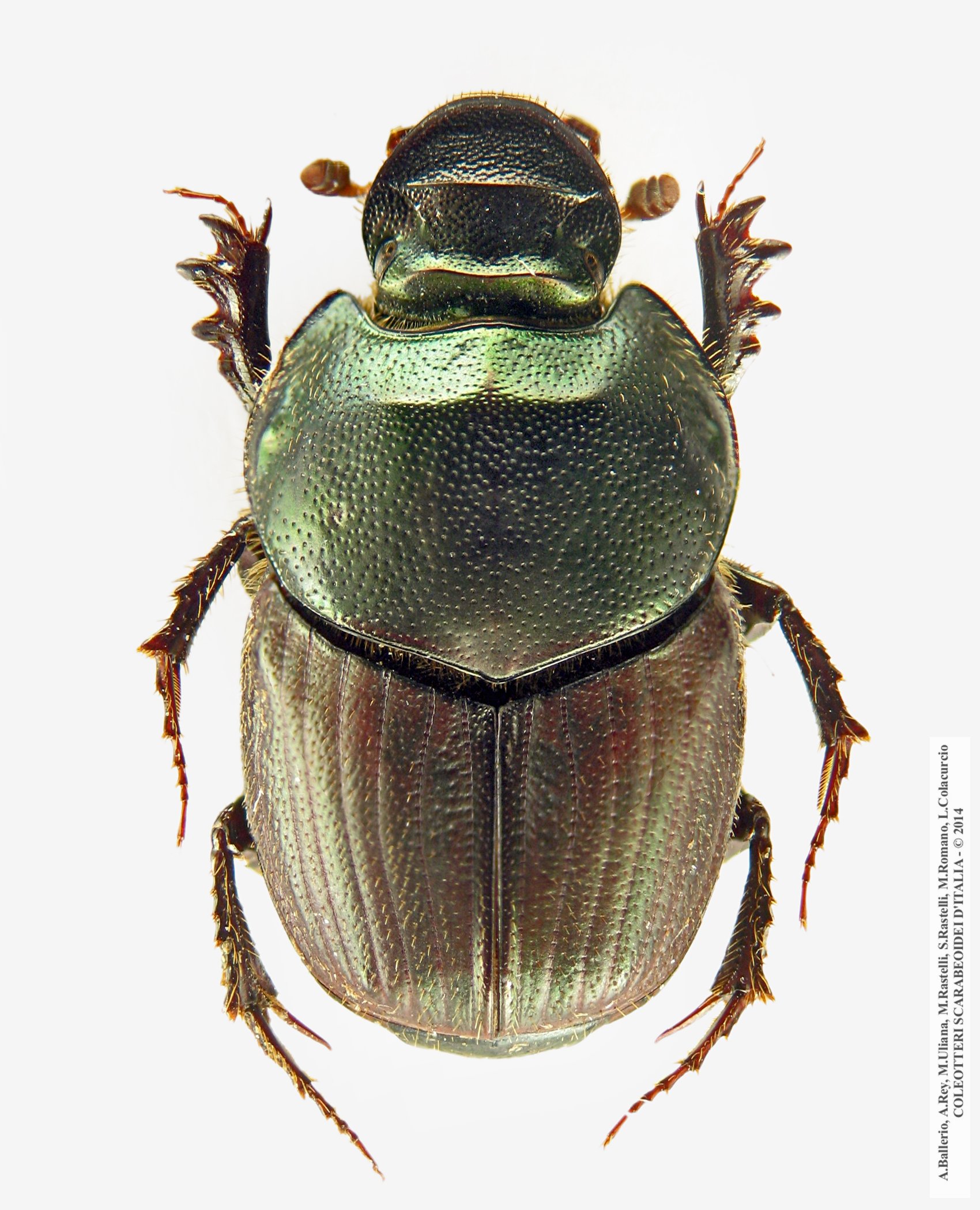 Onthophagus illyricus, femmina 