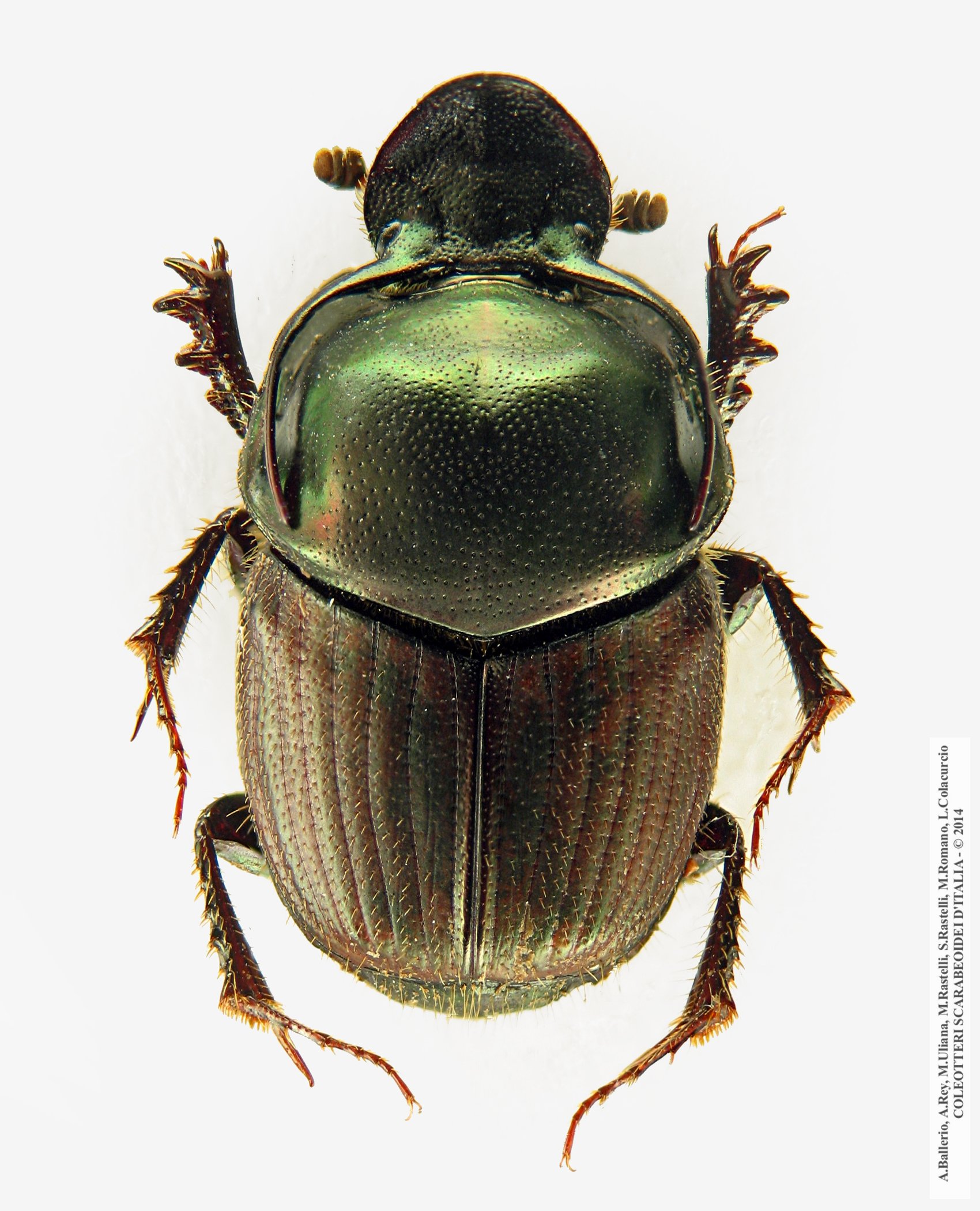 Onthophagus illyricus, maschio 
