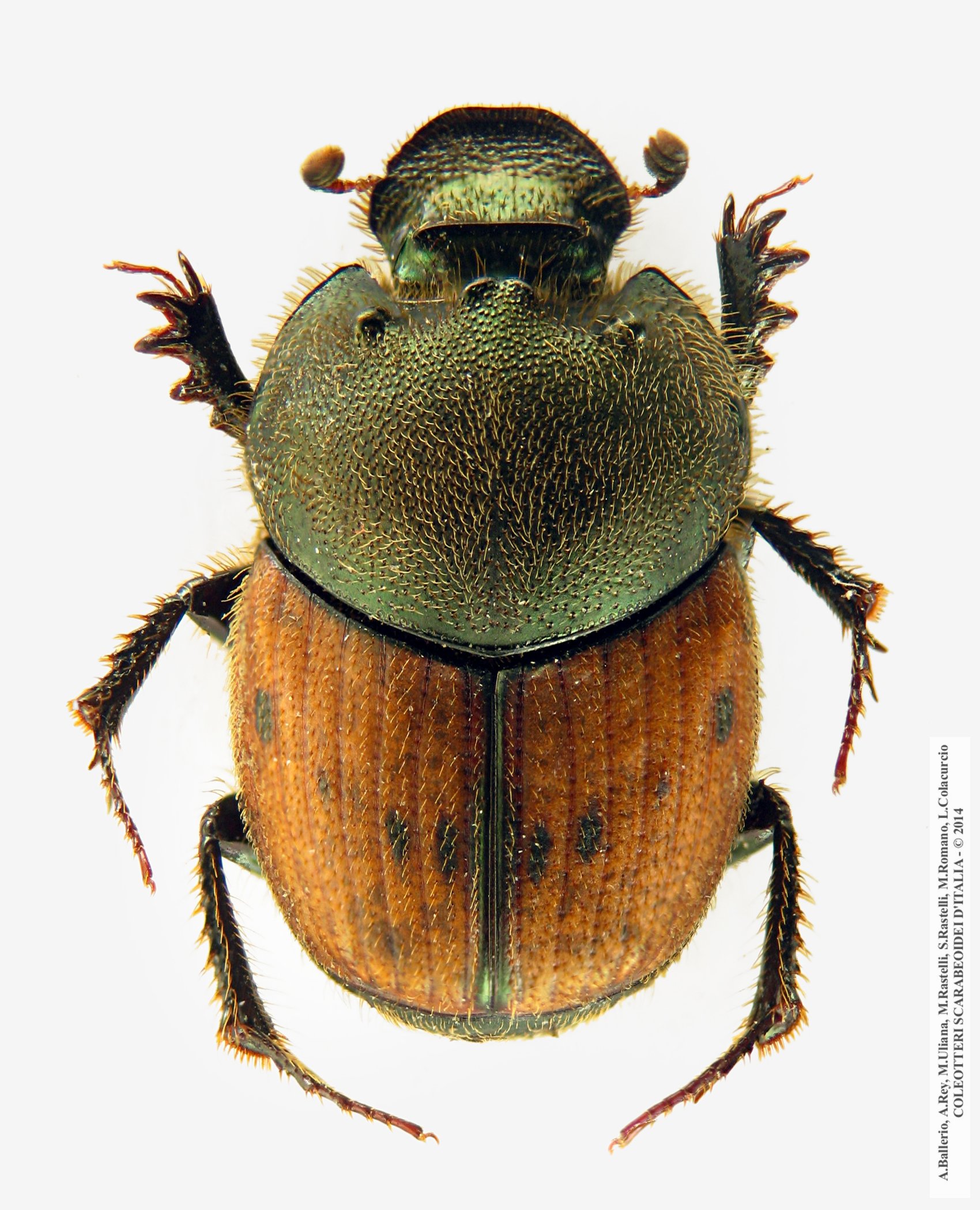 Onthophagus lemur