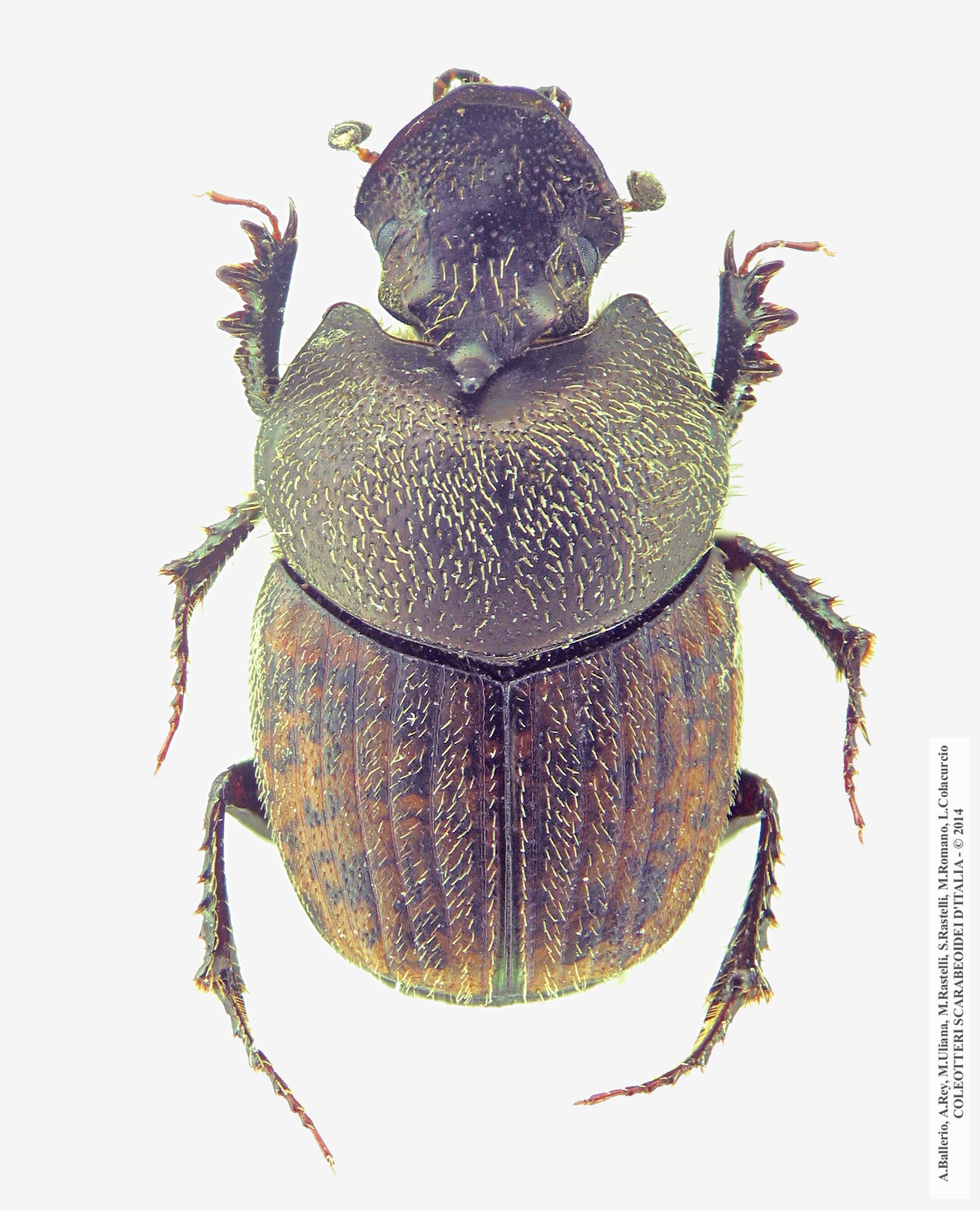 Onthophagus massai, maschio