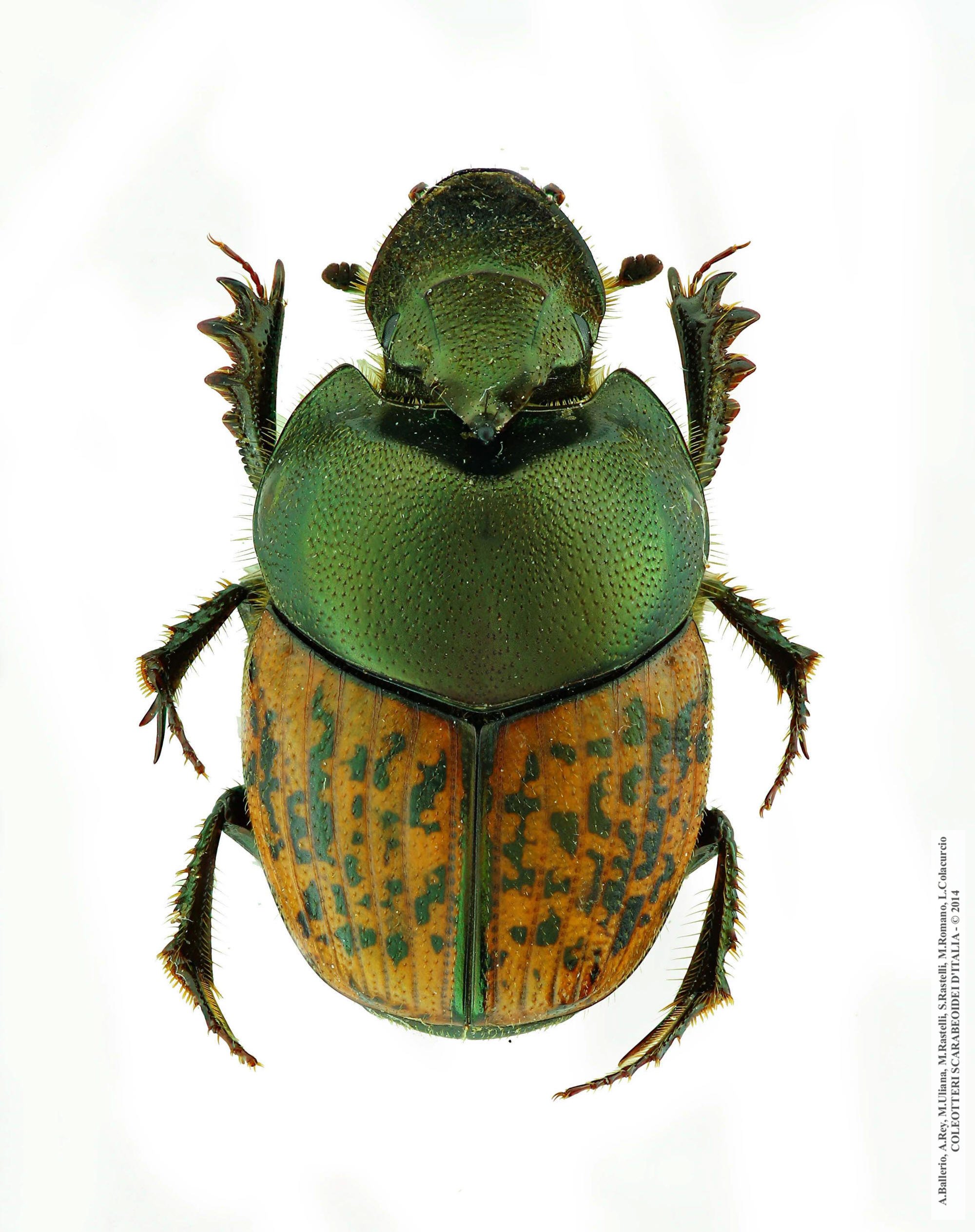 Onthophagus medius, maschio