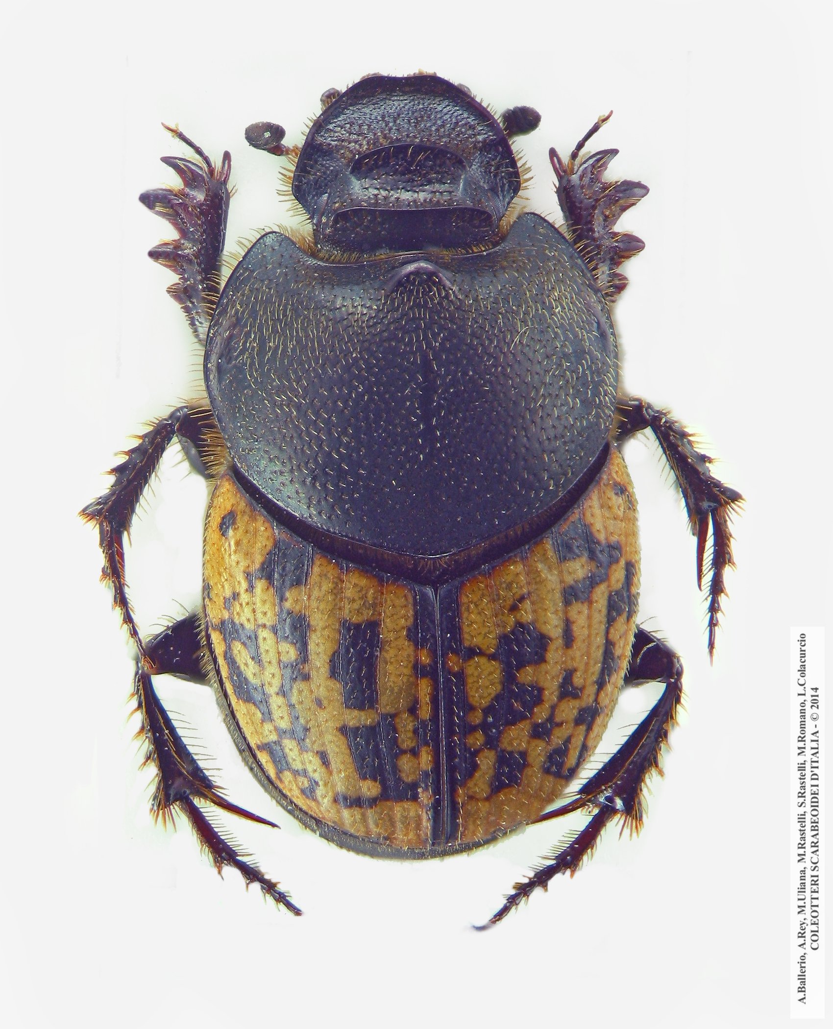 Onthophagus nuchicornis, femmina