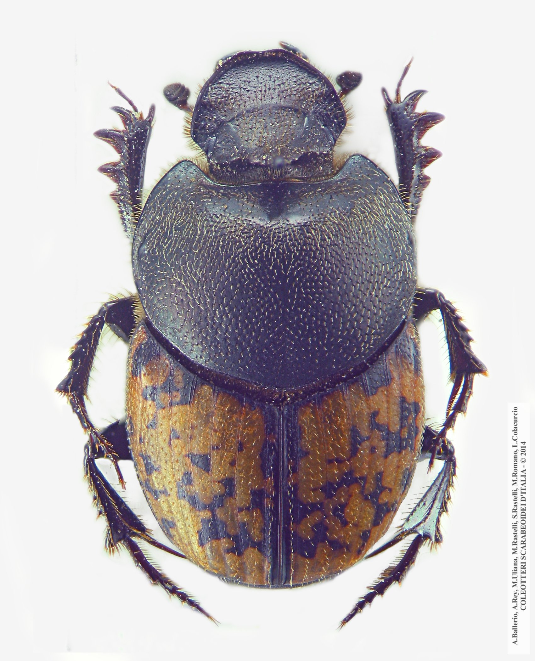 Onthophagus nuchicornis, maschio