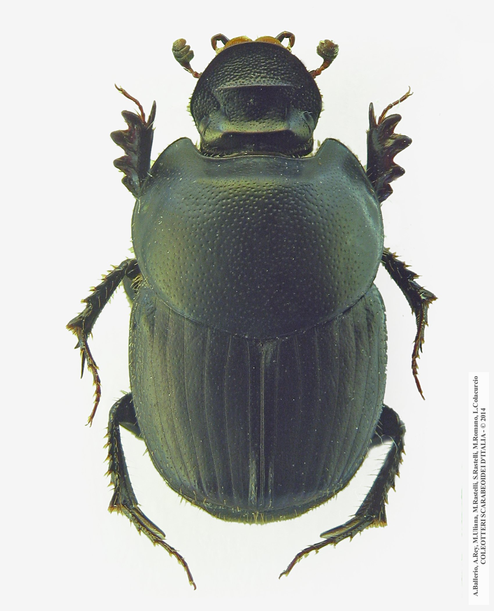 Onthophagus taurus, femmina