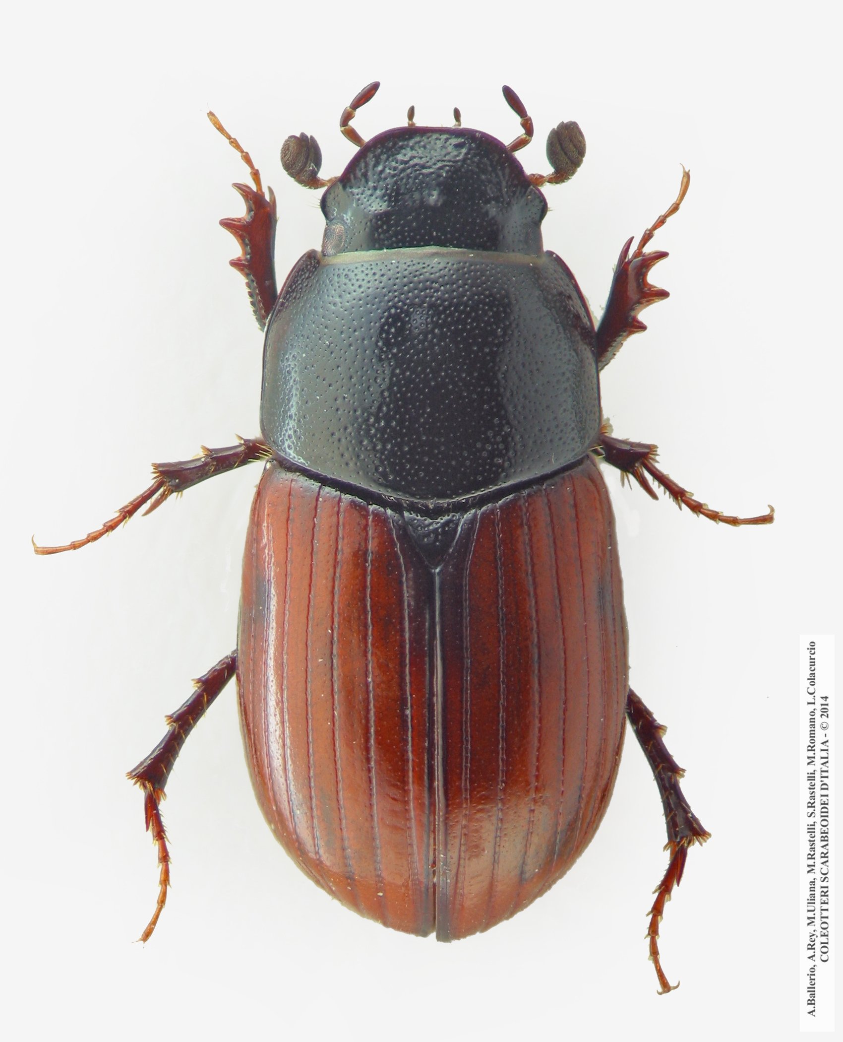 Oromus alpinus