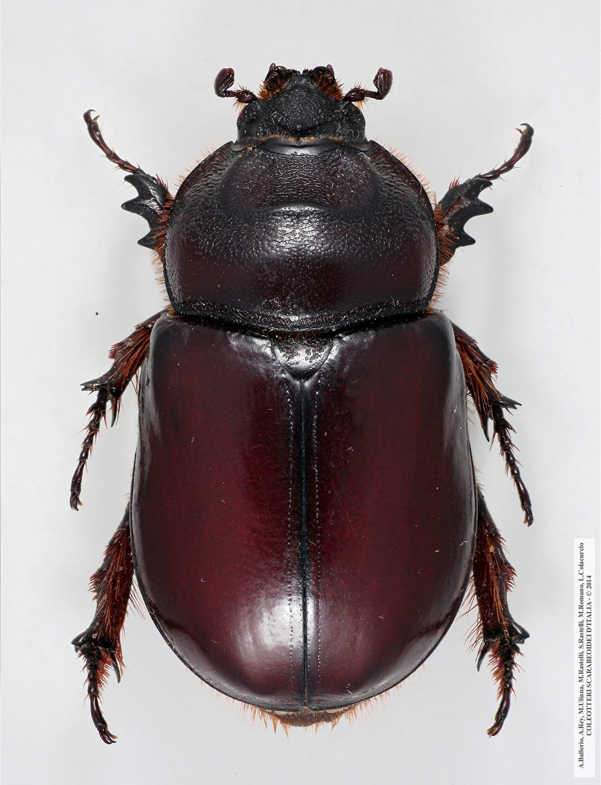 Oryctes nasicornis grypus, femmina