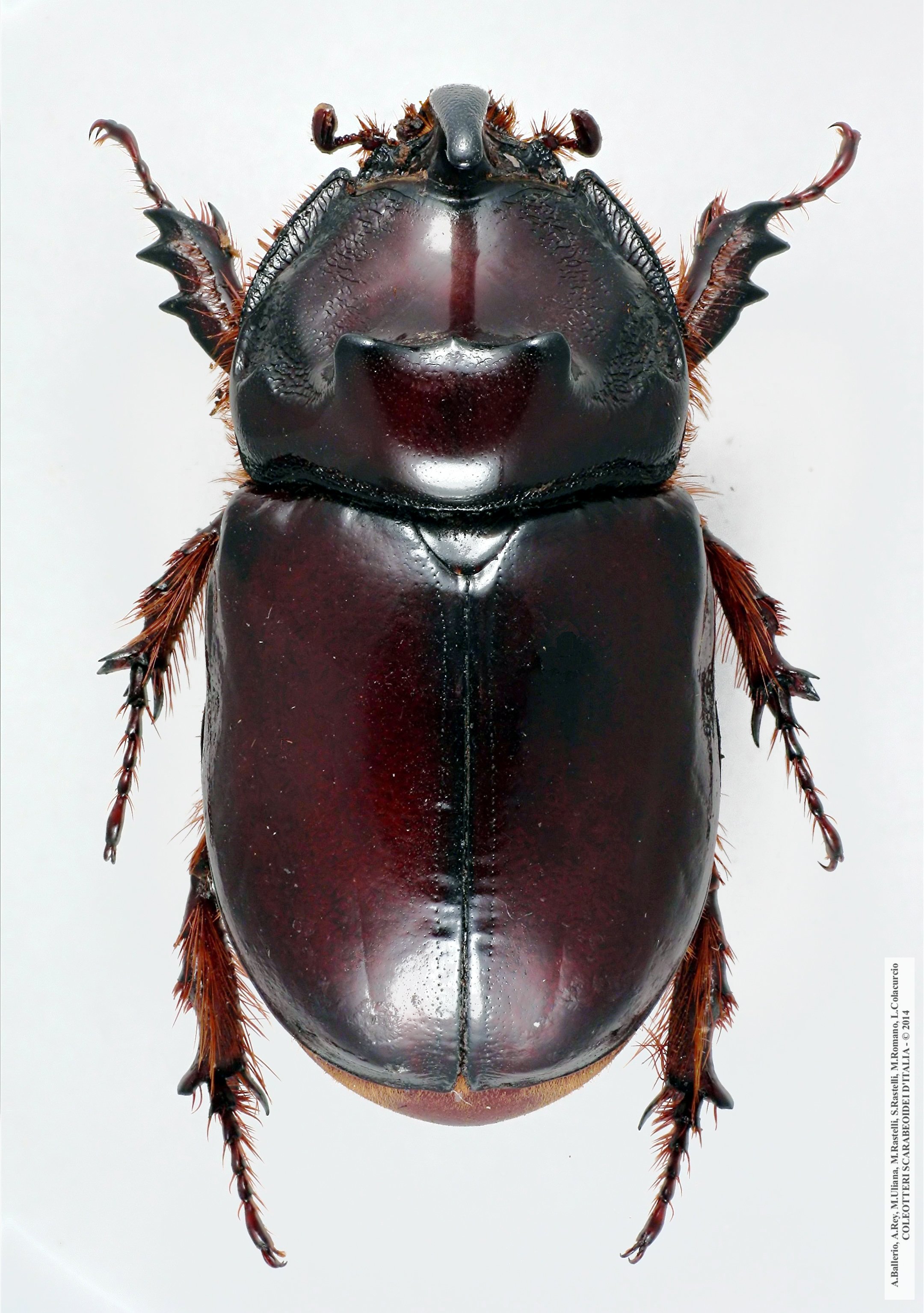Oryctes nasicornis grypus, maschio 