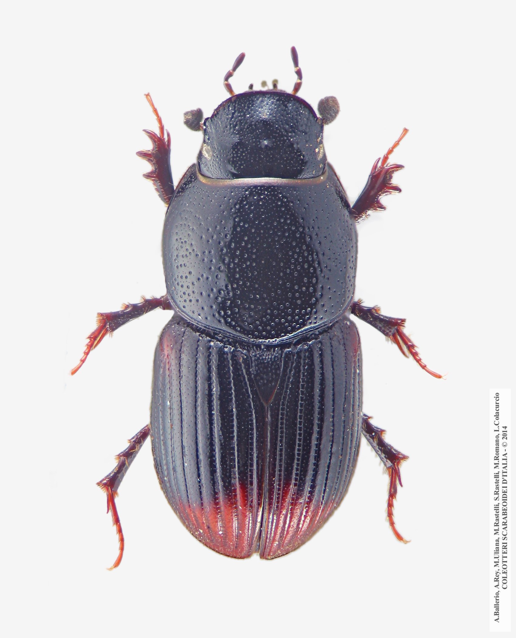 Otophorus haemorrohidalis