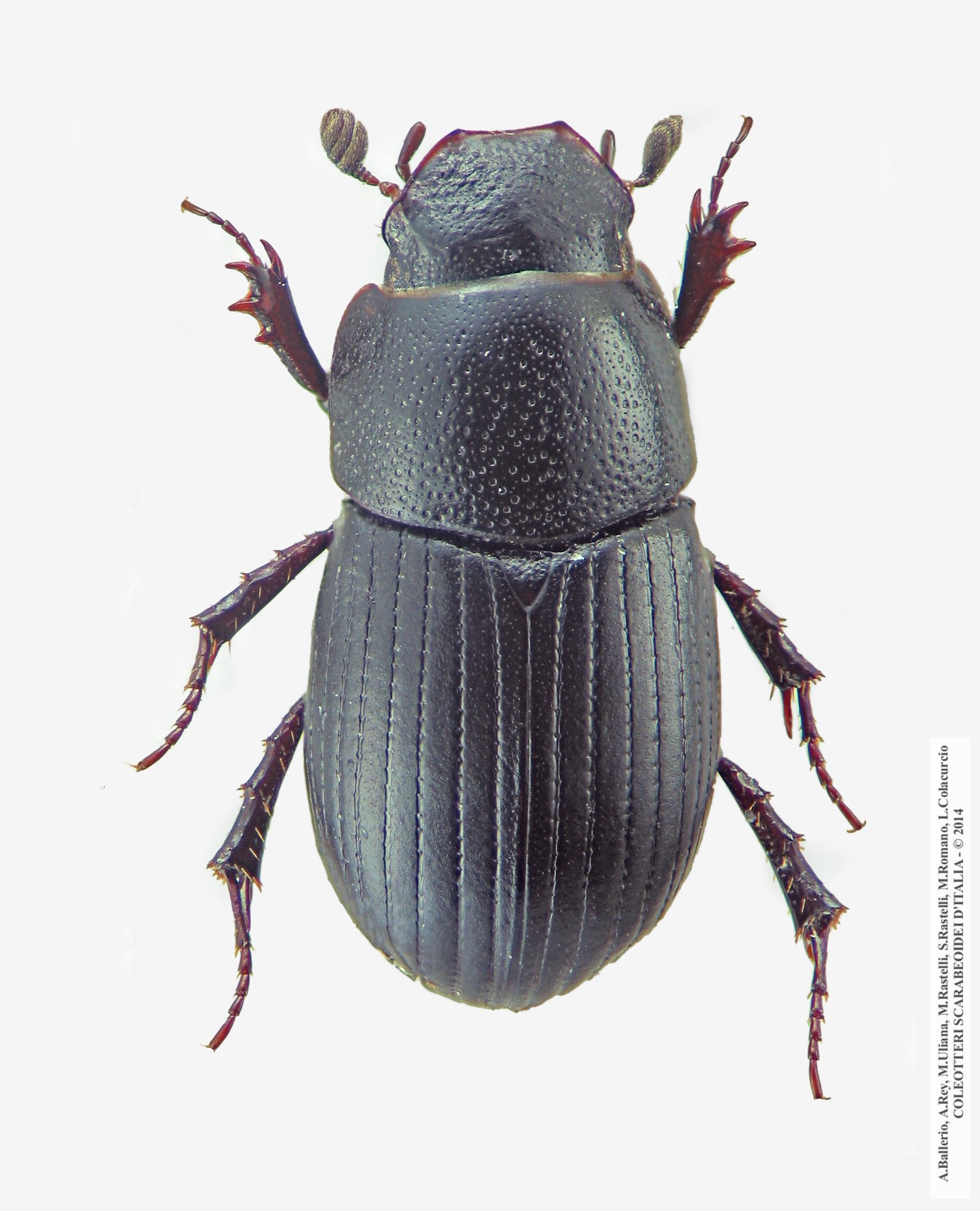 Parammoecius gibbus