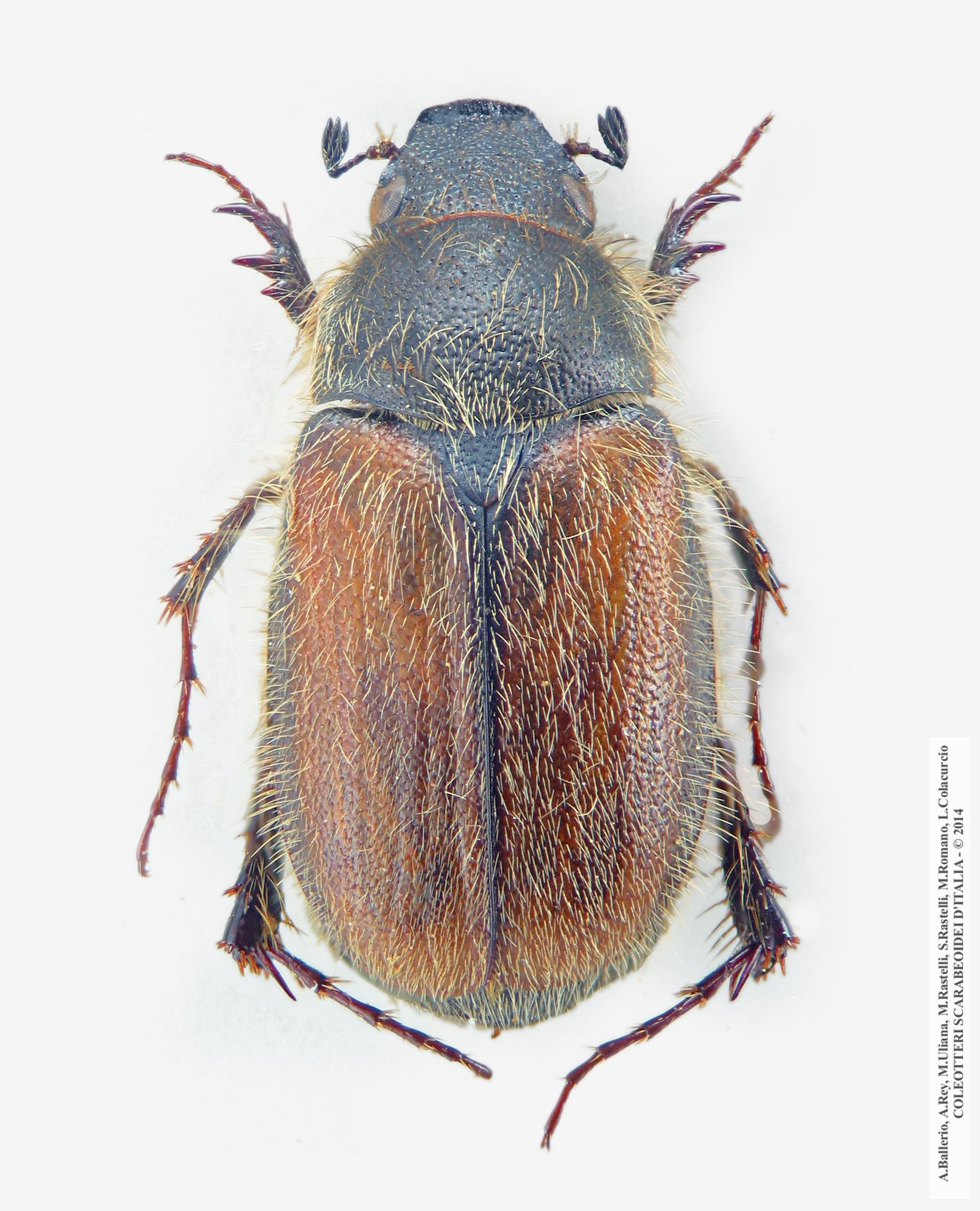 Paratriodonta cinctipennis, femmina