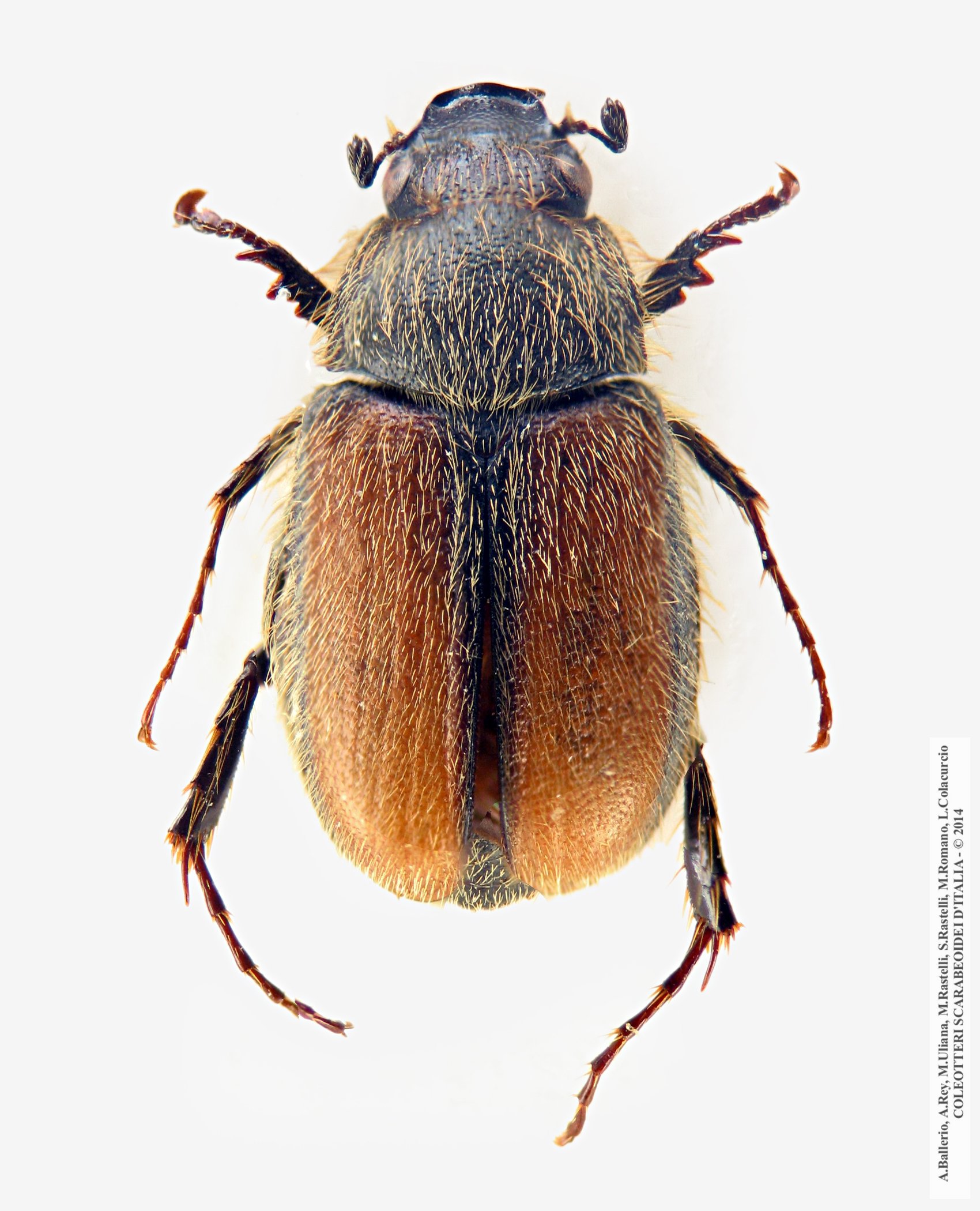 Paratridonta cinctipennis, maschio
