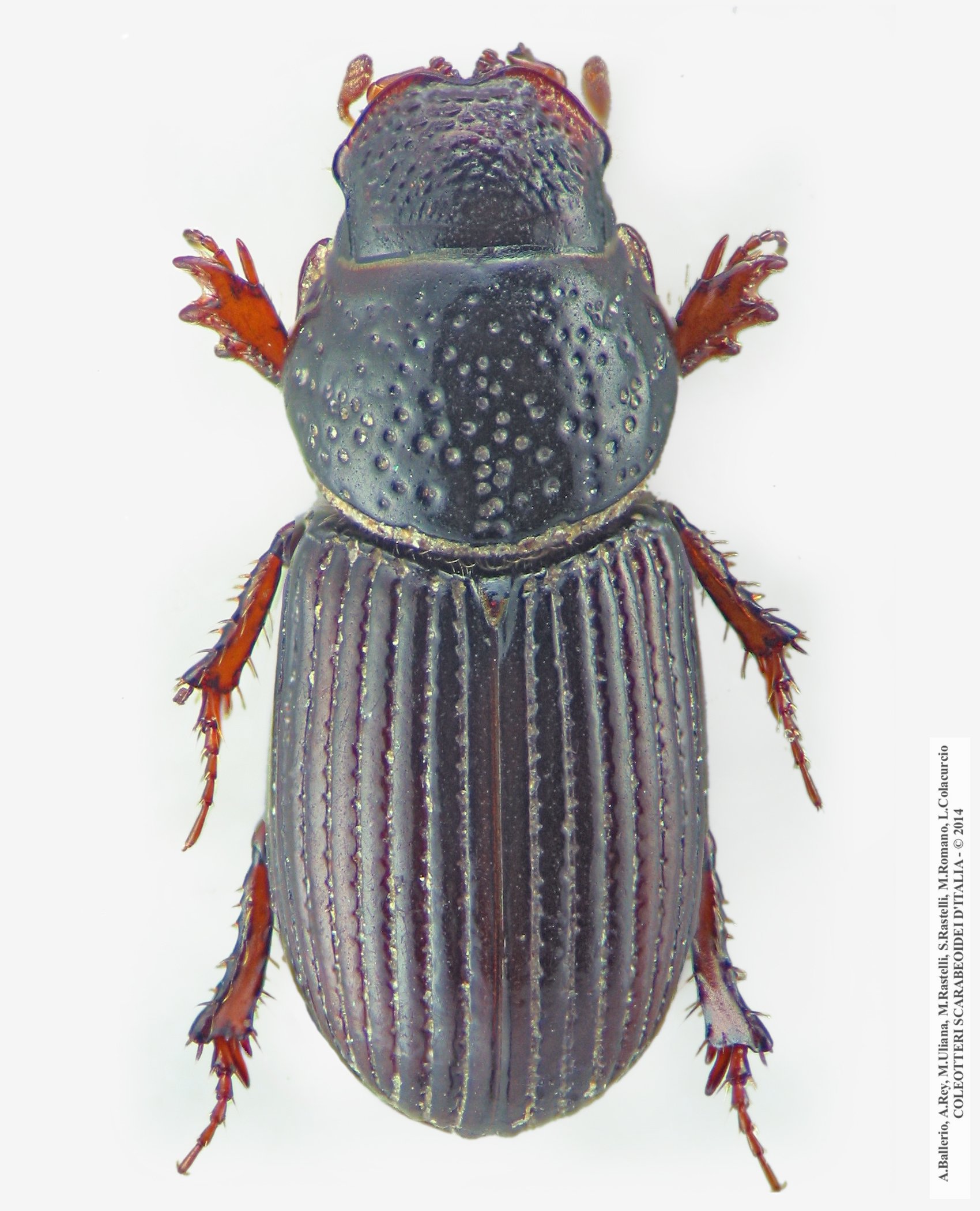 Platytomus tibialis