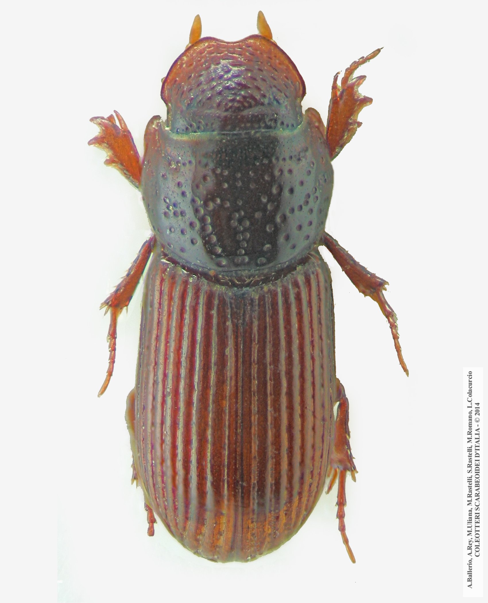 Pleurophorus opacus