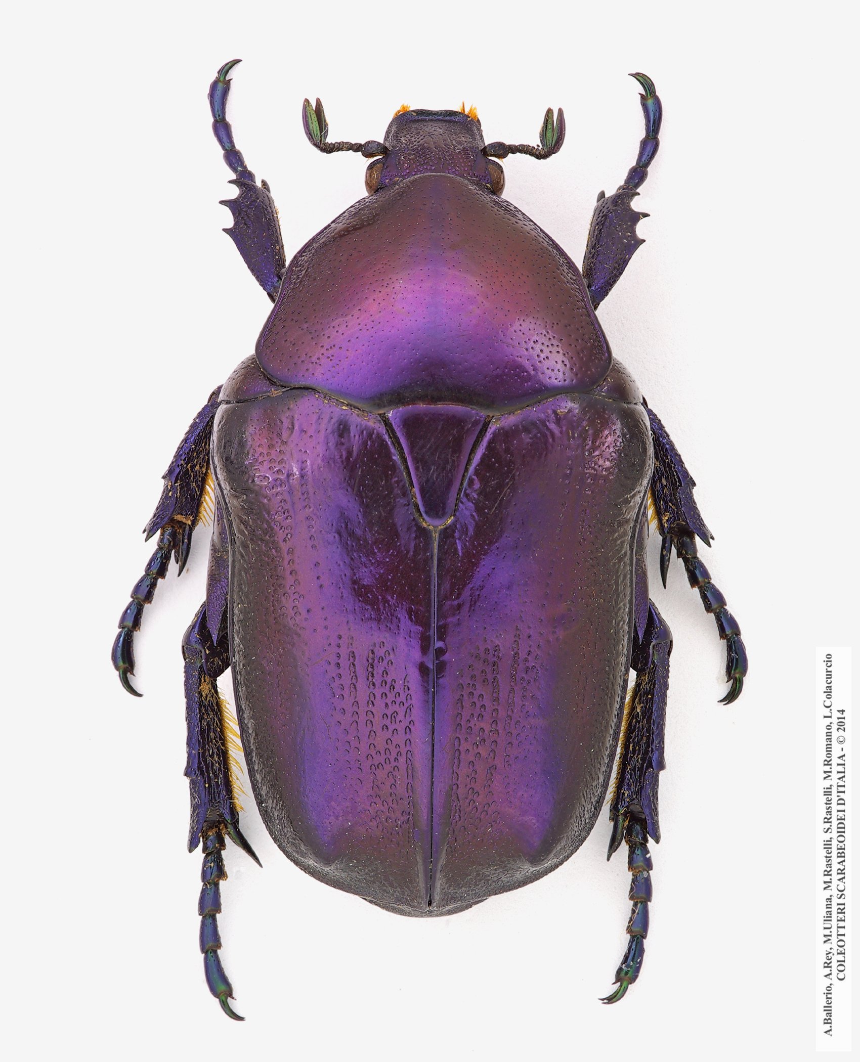 Protaetia mirifica, femmina
