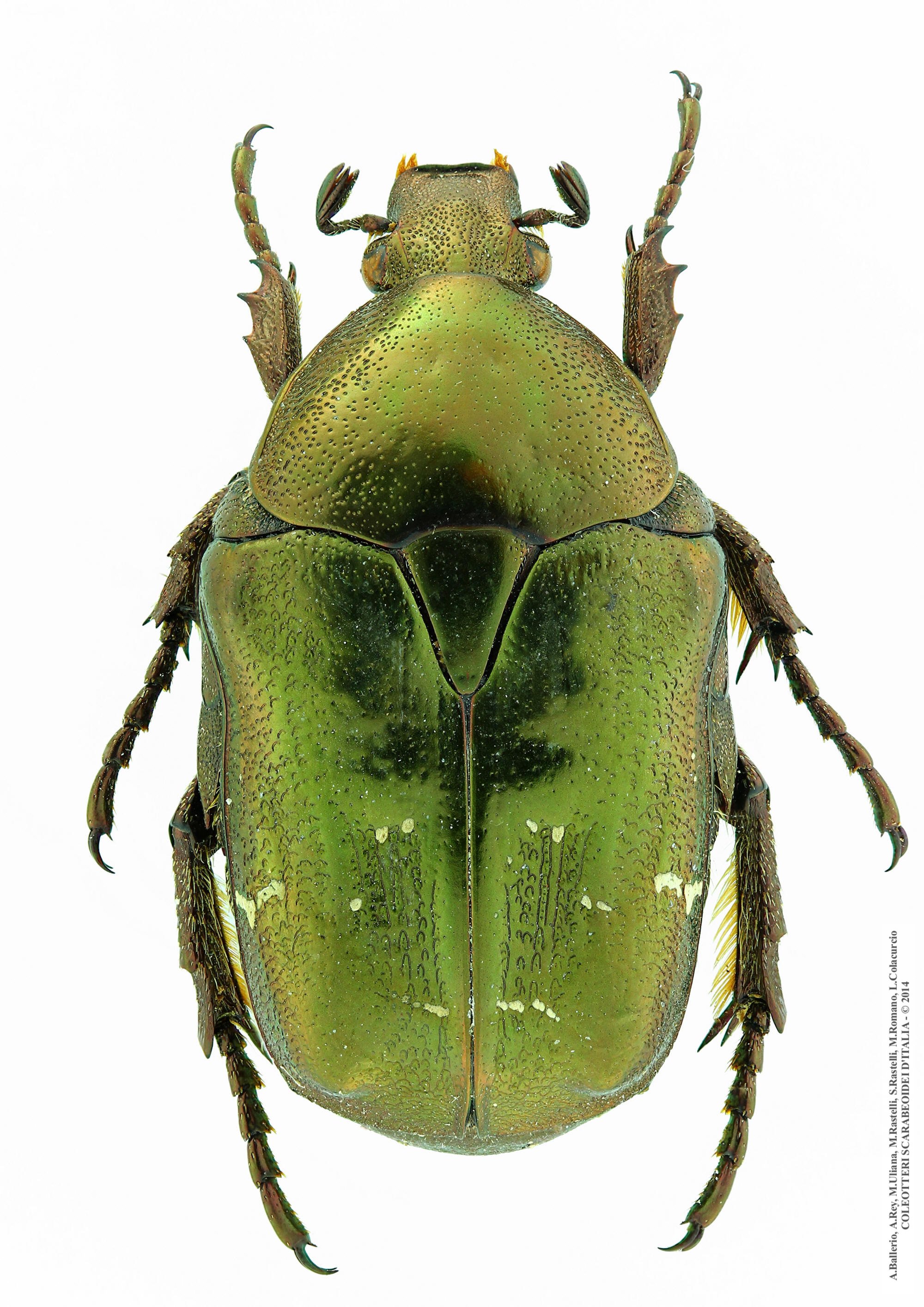 Protaetia fieberi fieberi