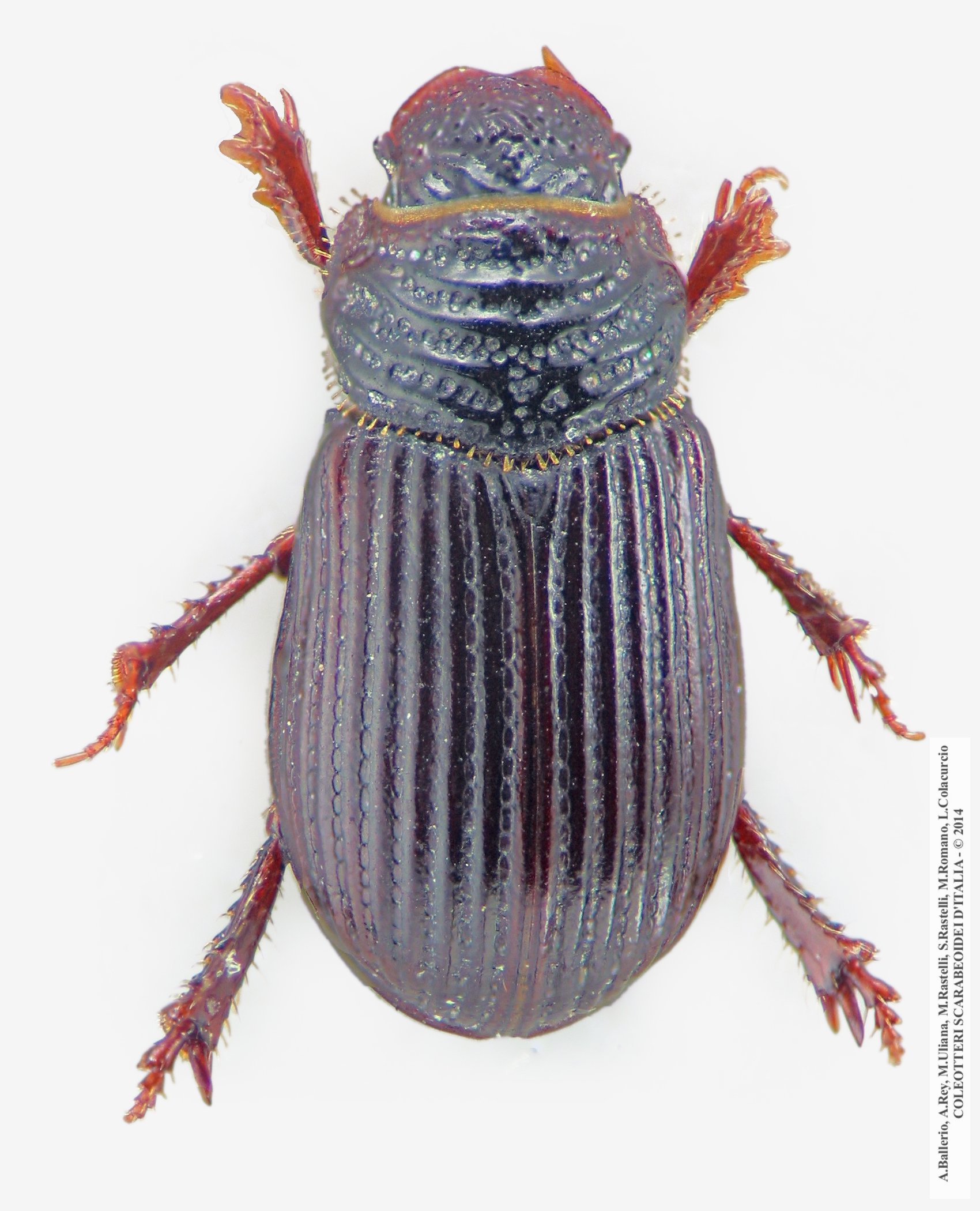 Psammodius asper