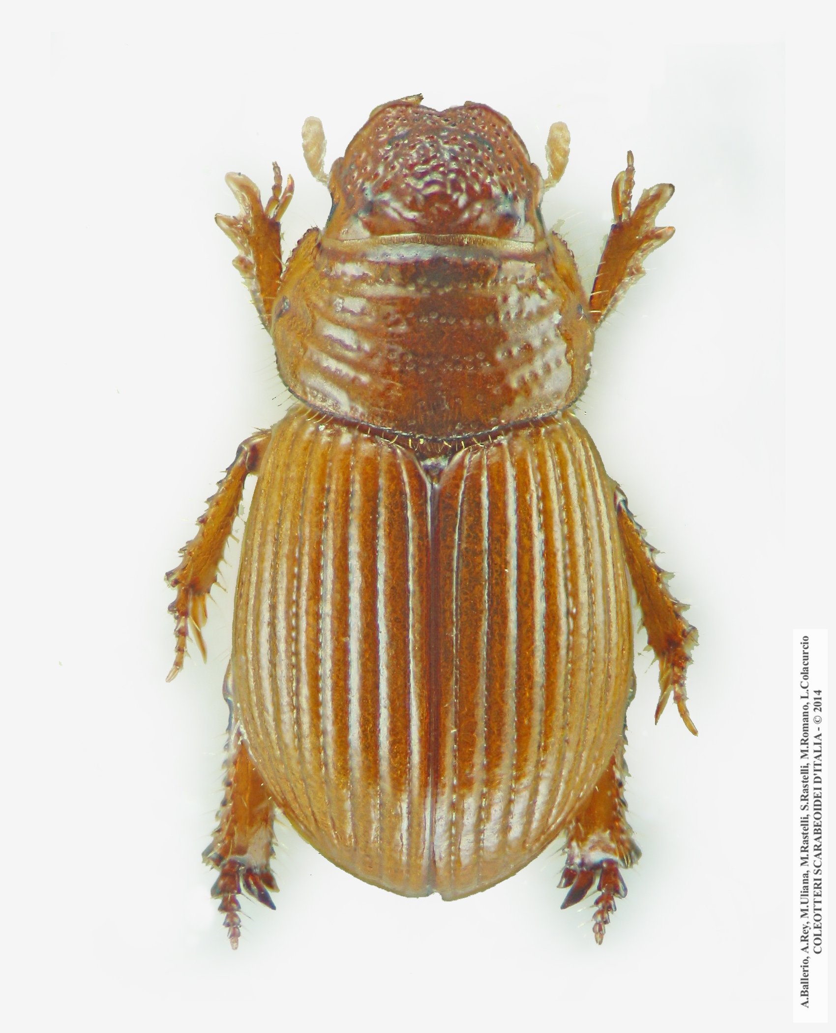 Psammodius nocturnus