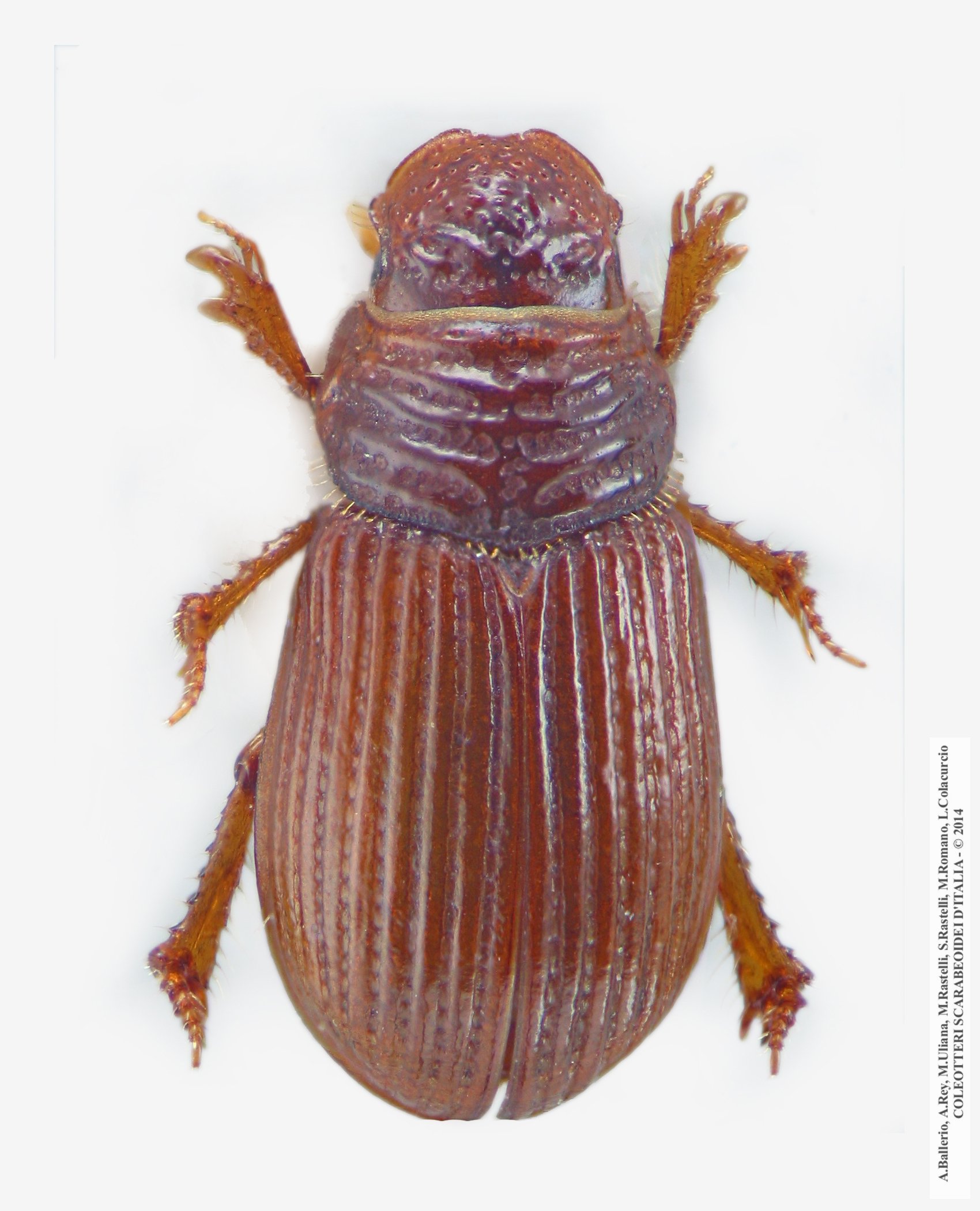 Psammodius pierottii