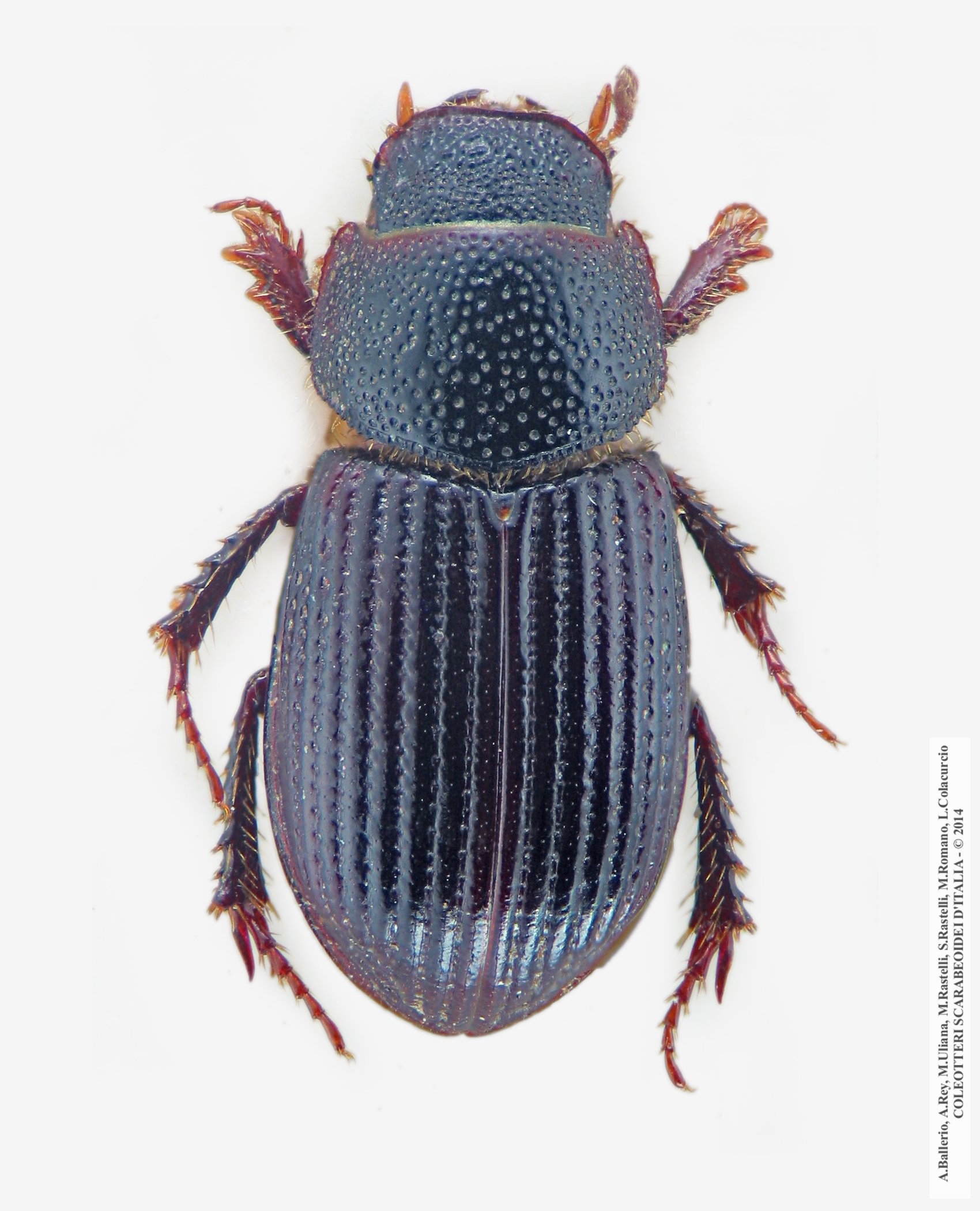 Psammoporus latipunctus