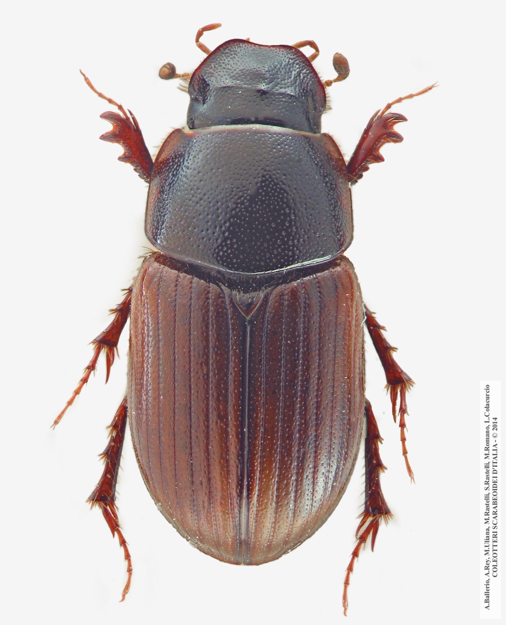 Pseudacroccus cribricollis