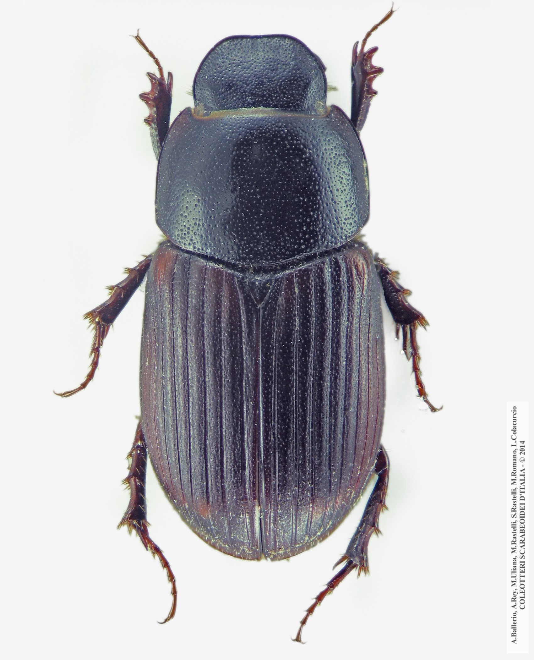 Pubinus tomentosus