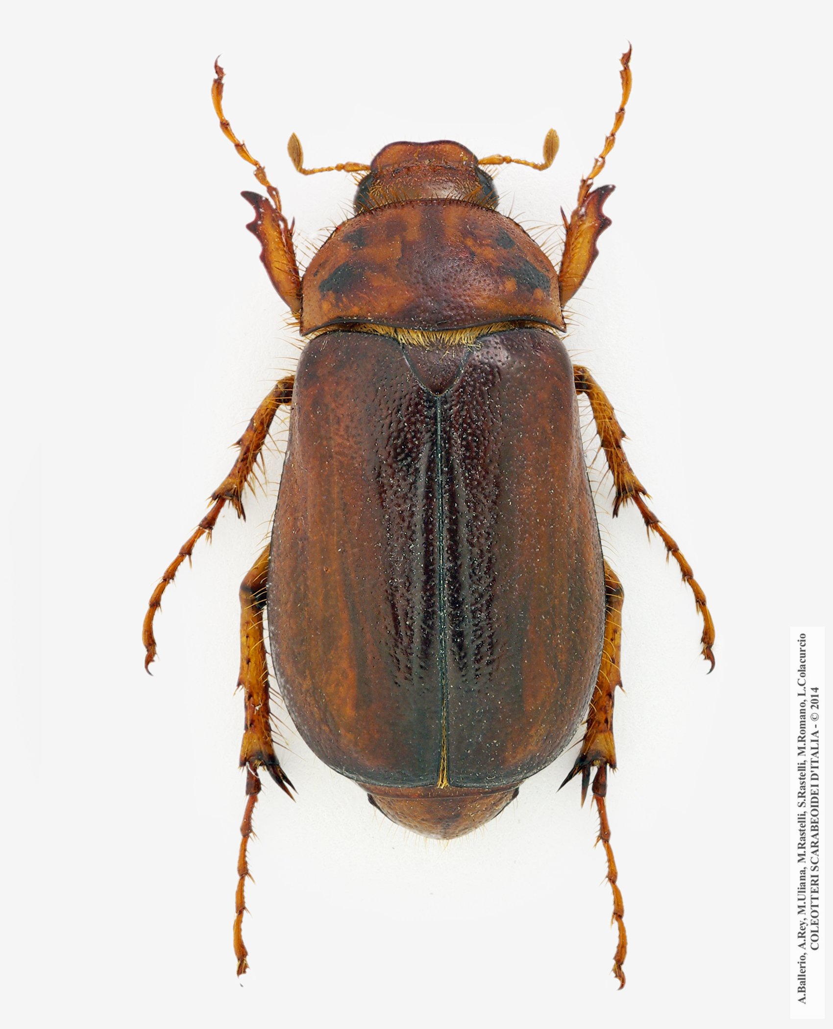 Rhizotrogus aestivus, femmina