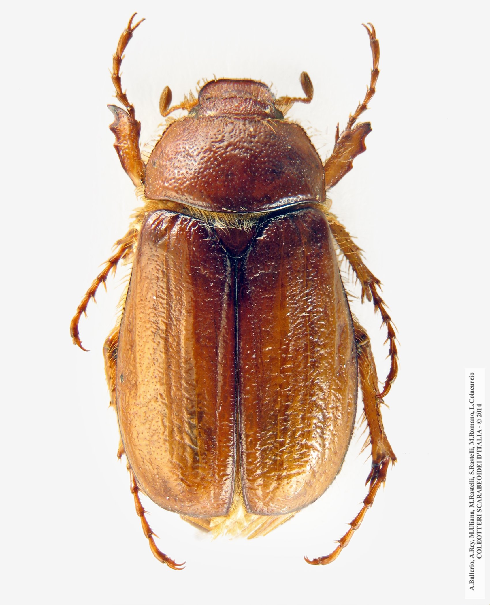 Rhizotrogus cicatricosus, femmina