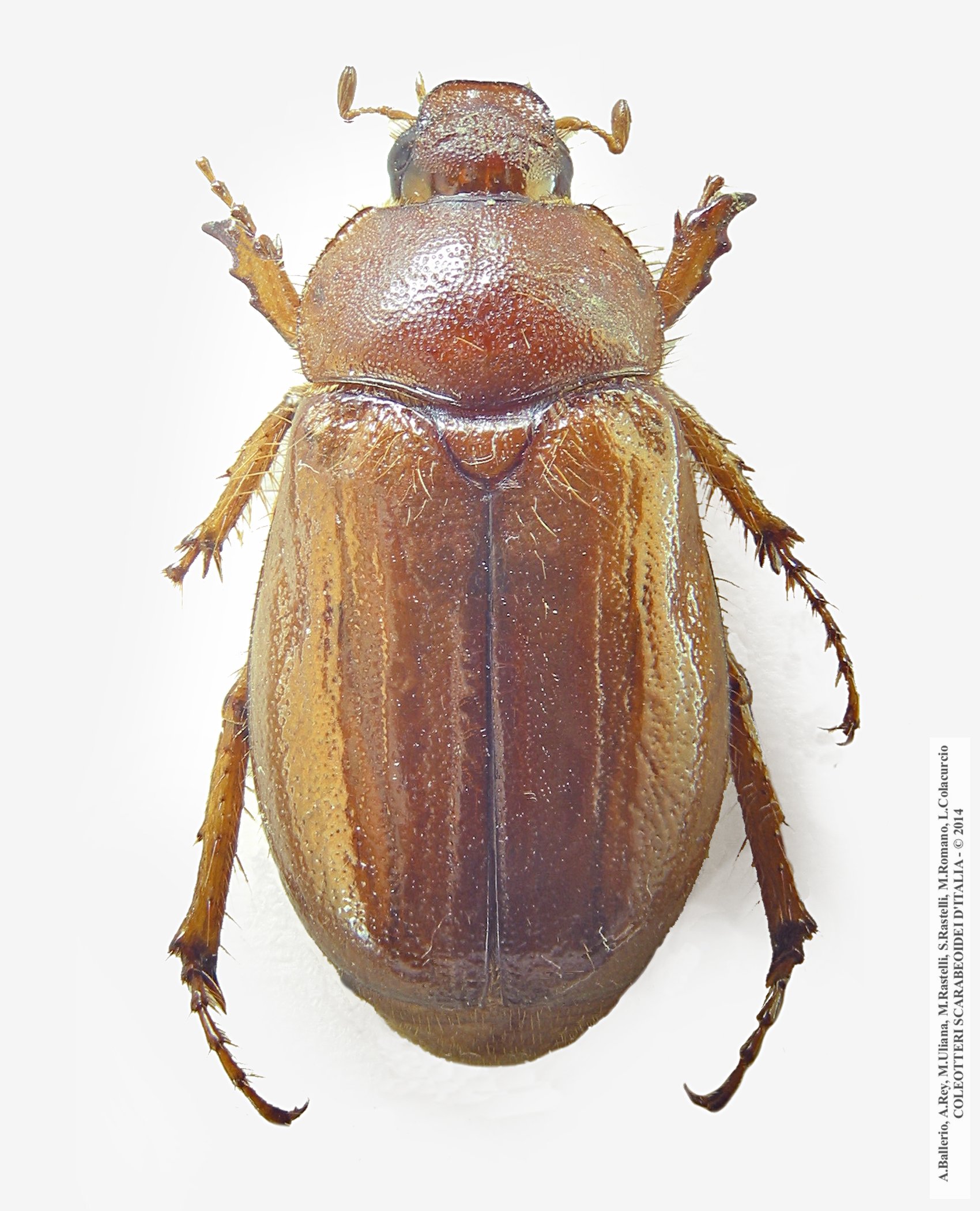 Rhizotrogus sassariensis, femmina