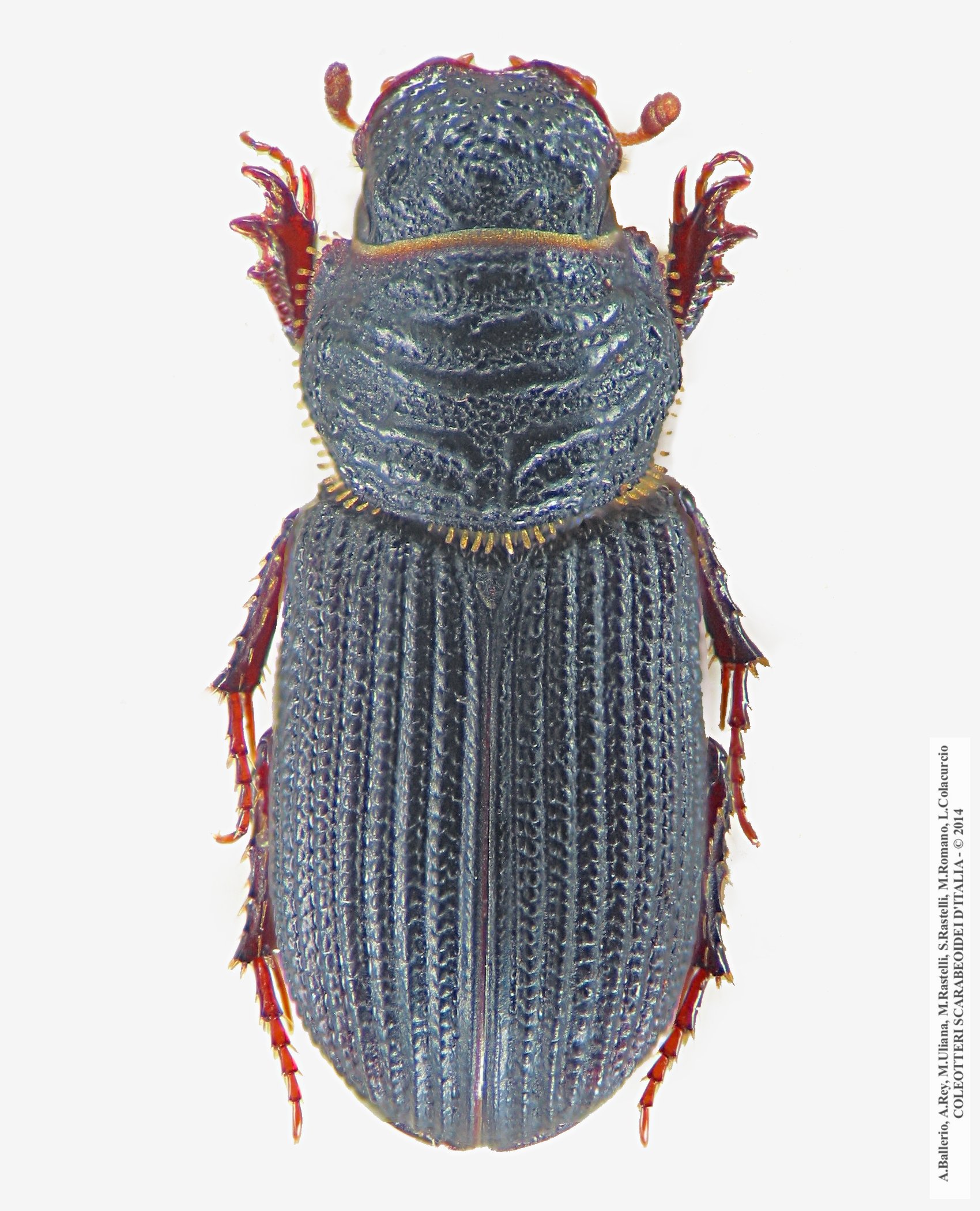 Rhyssemus sardous