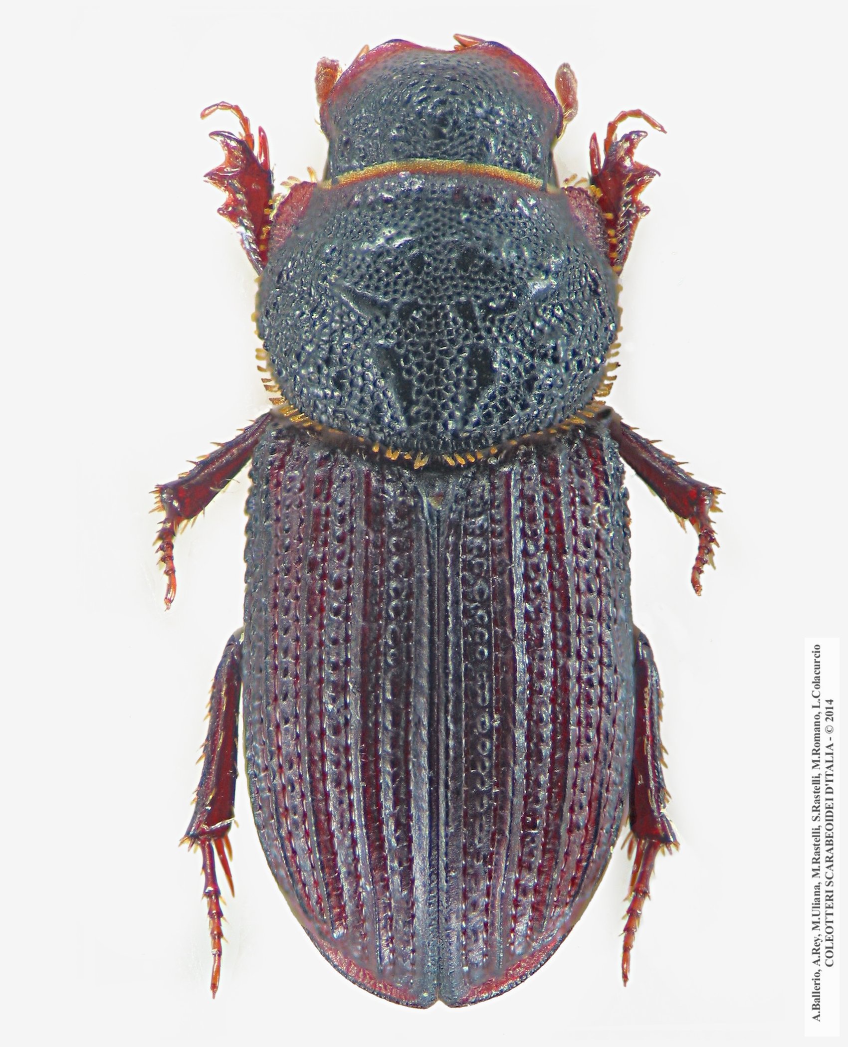 Rhyssemus sulcatus