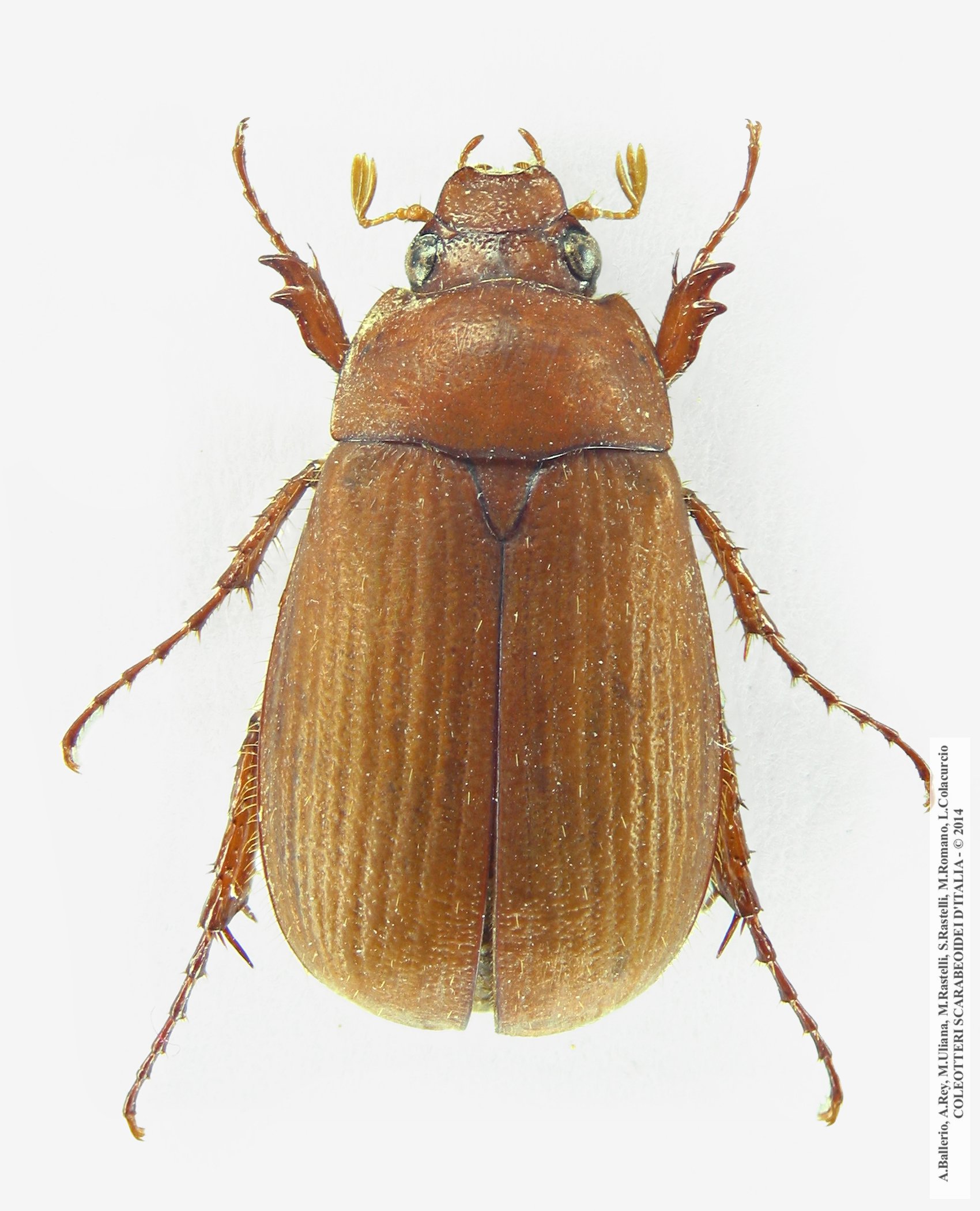 Serica brunna, femmina 
